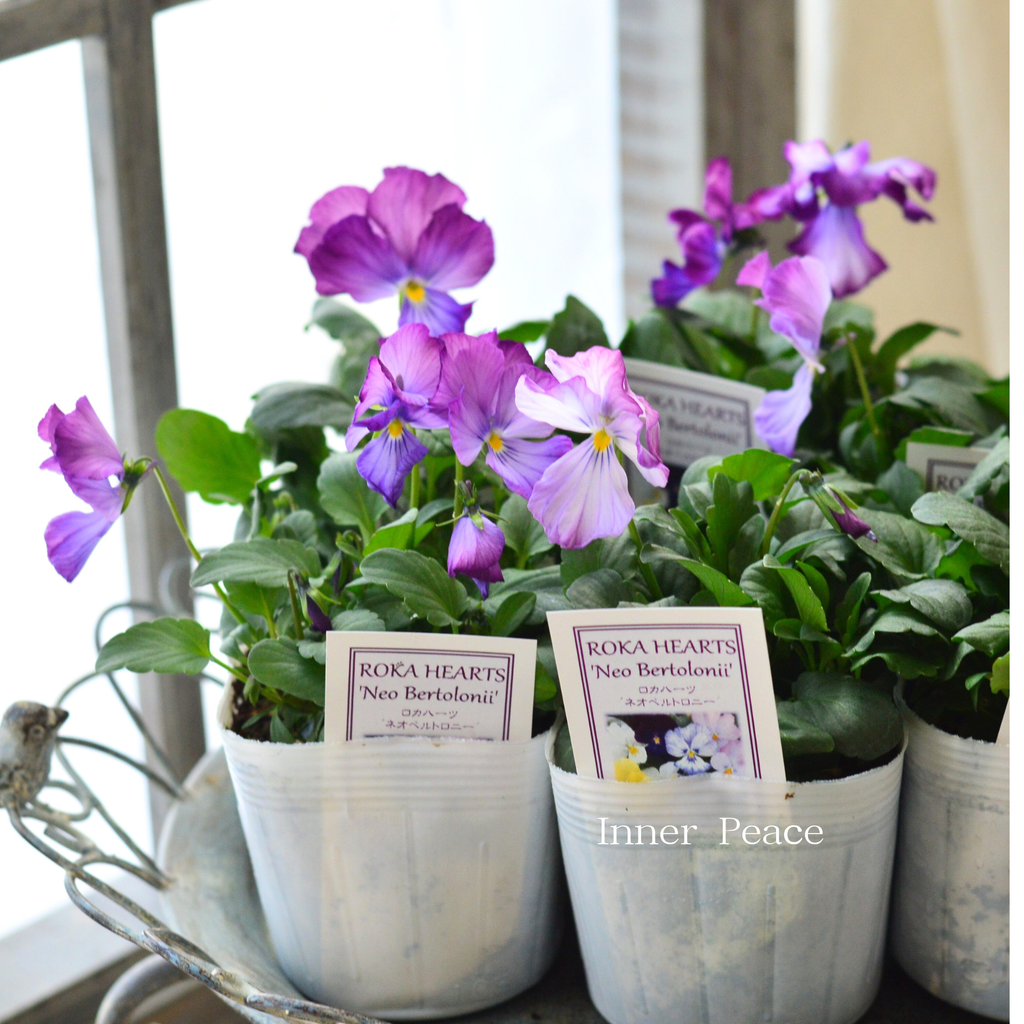 美しい】 ビオラ ロカハーツ 『ネオベルトロニー・G』 3.5寸POT