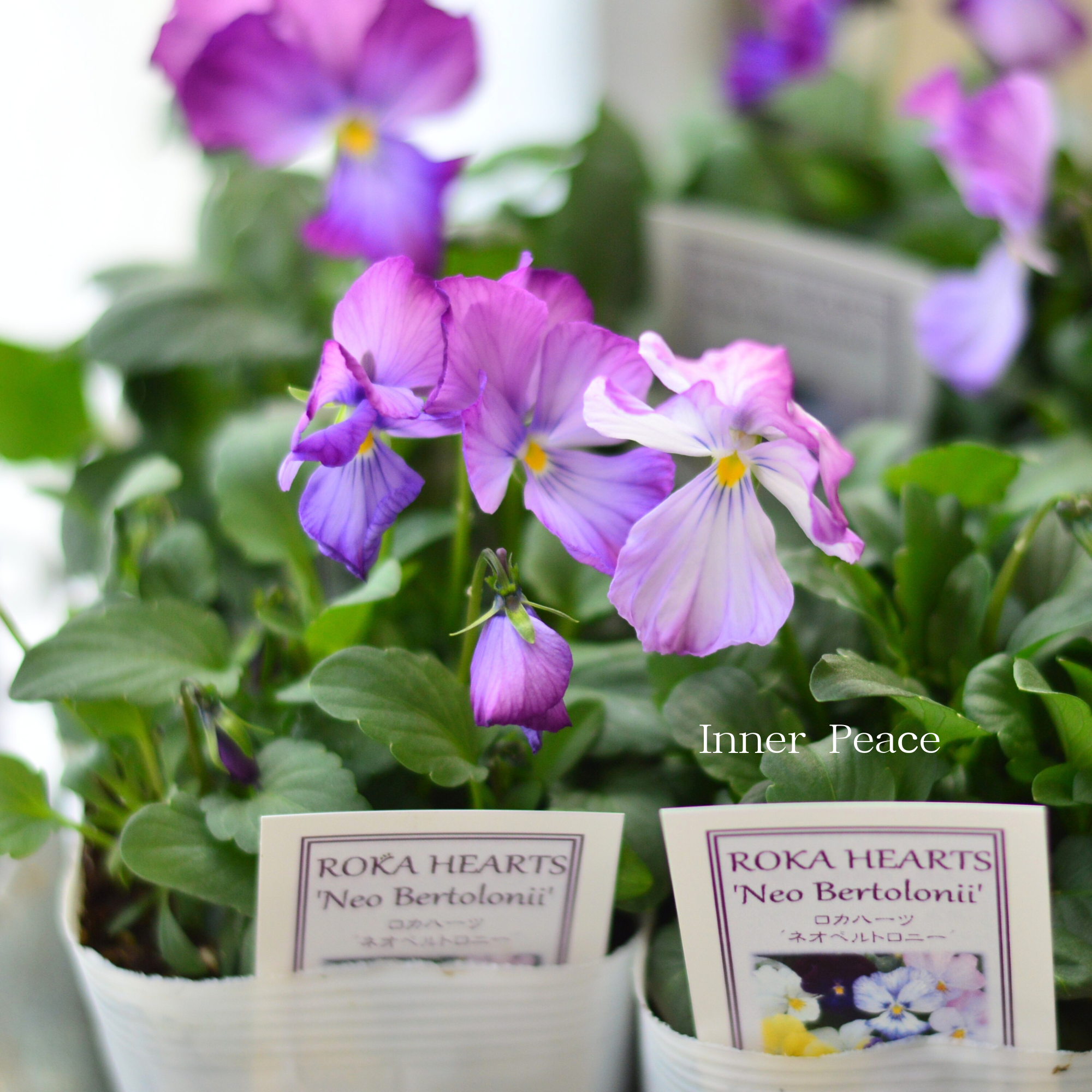 【美しい】 ビオラ　ロカハーツ　『ネオベルトロニー・G』　　3.5寸POT