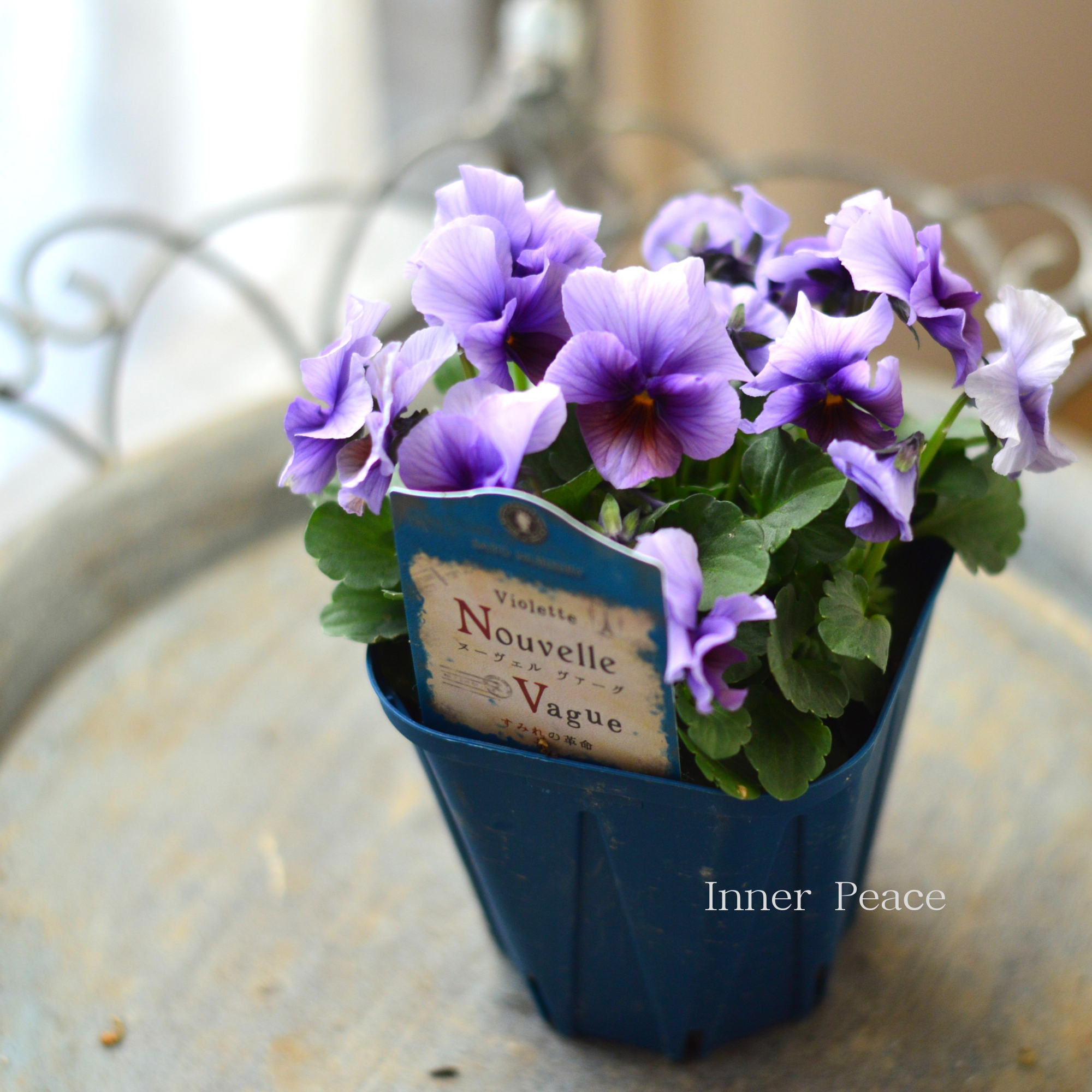 【サトウ園芸さん】 ビオラ 『ヌーベルヴァーグ～すみれの革命～　G』　　3.5寸硬質POT