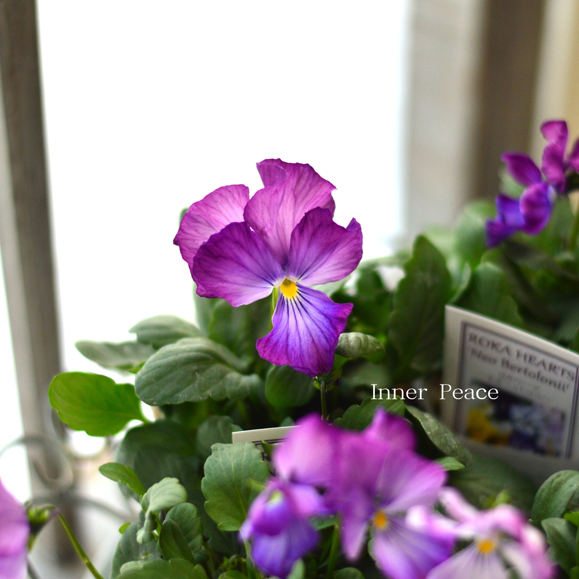 【美しい】 ビオラ　ロカハーツ　『ネオベルトロニー・G』　　3.5寸POT