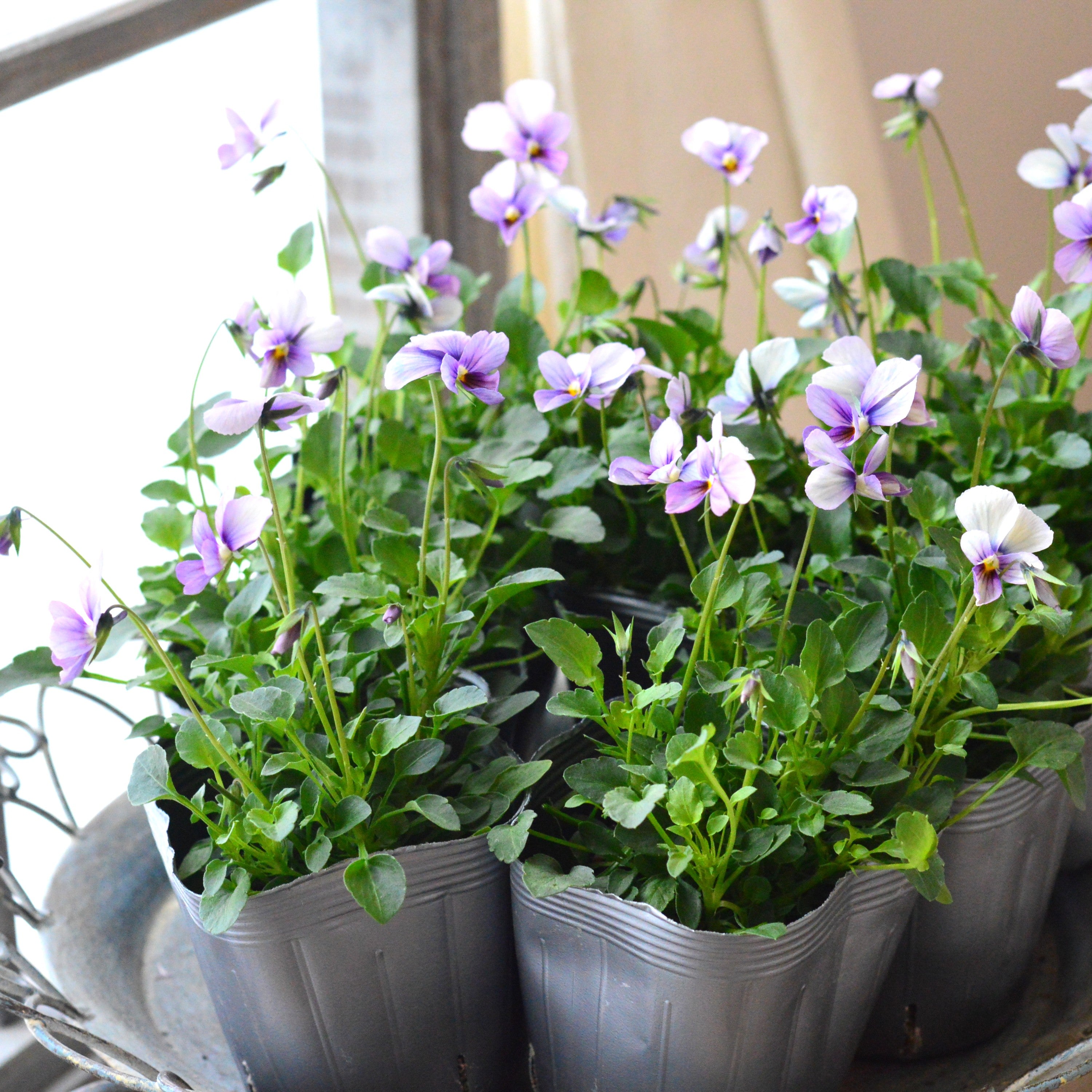 うえたさん育種】 ビオラ 『パピヨンワールド・H』 3.5寸POT