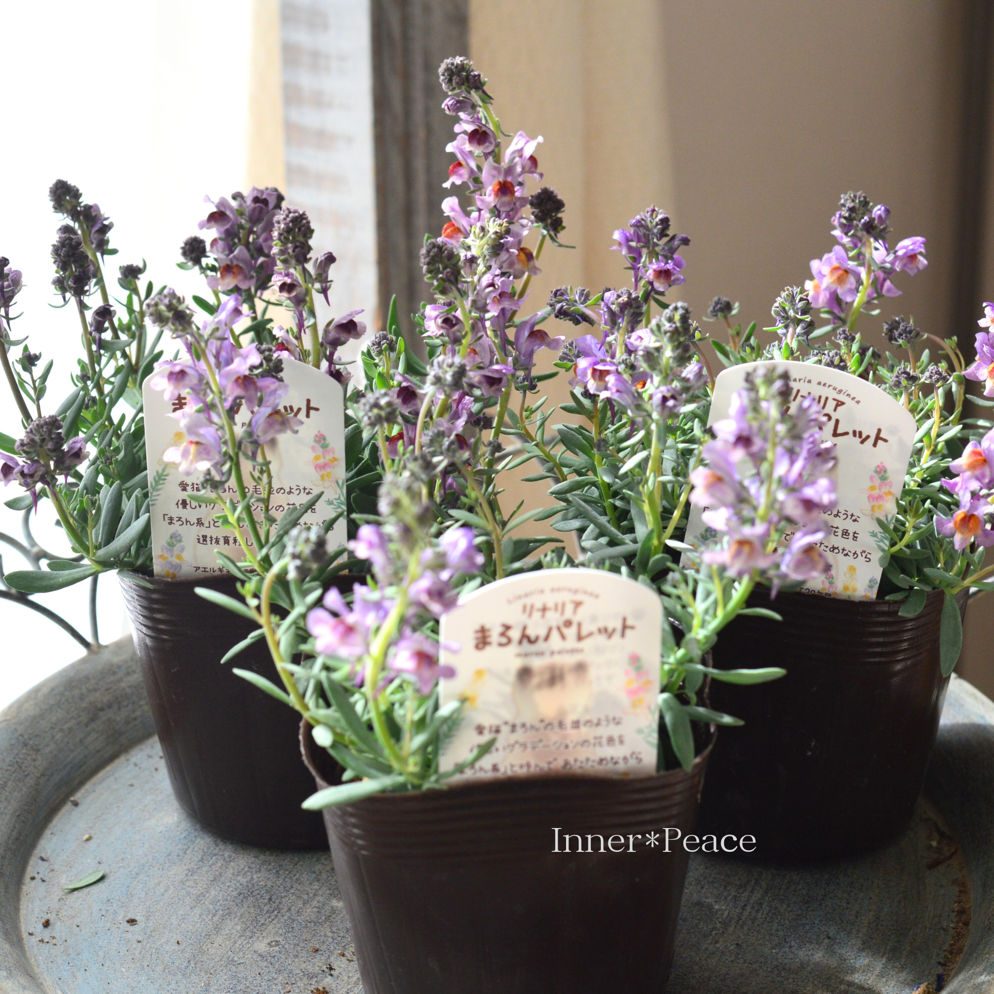 リナリア 紫の花鉢 花苗 宿根 リナリア エルギネア ネオンライツ 2.5号 多年草 四季咲き