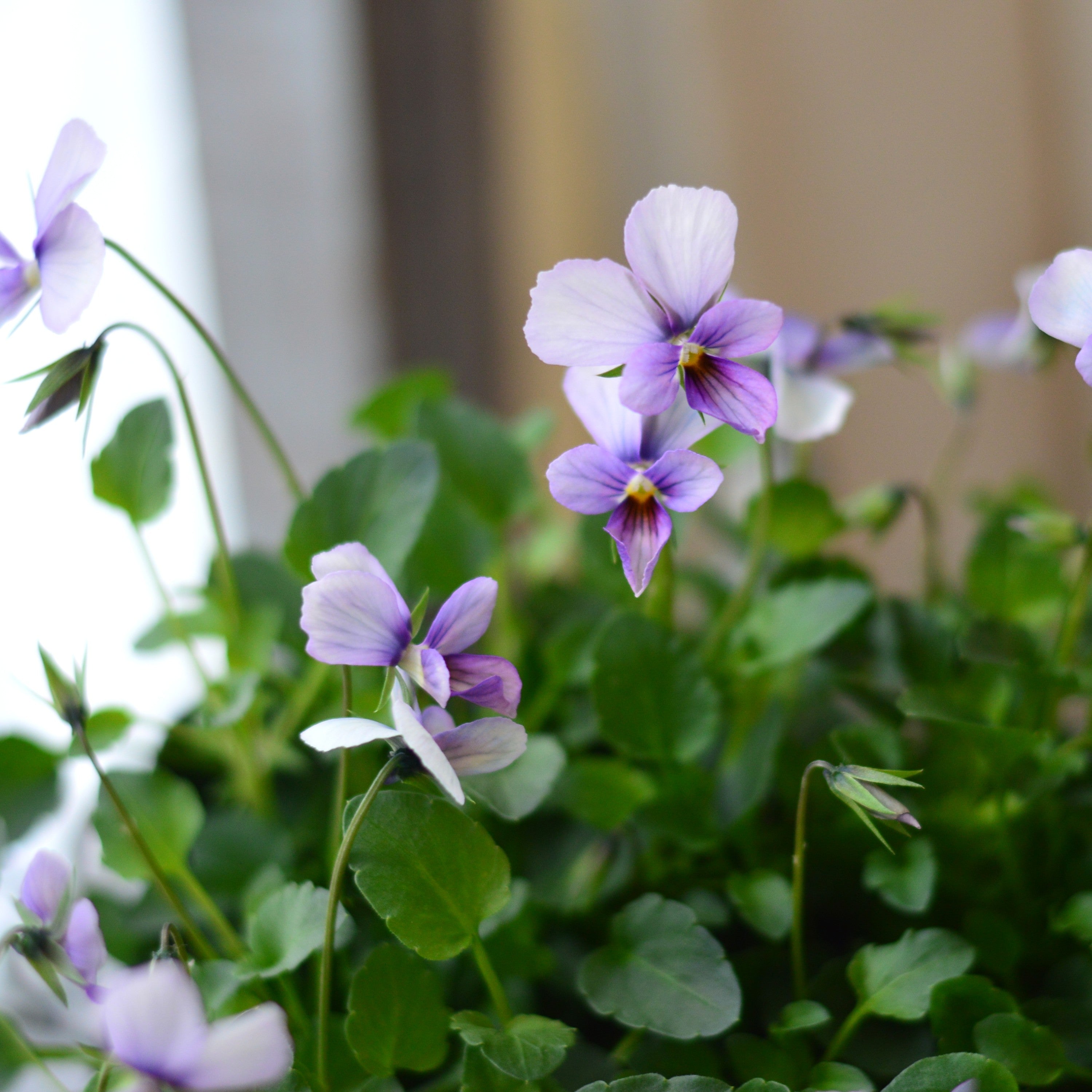 【うえたさん育種】 ビオラ 『パピヨンワールド・H』　3.5寸POT