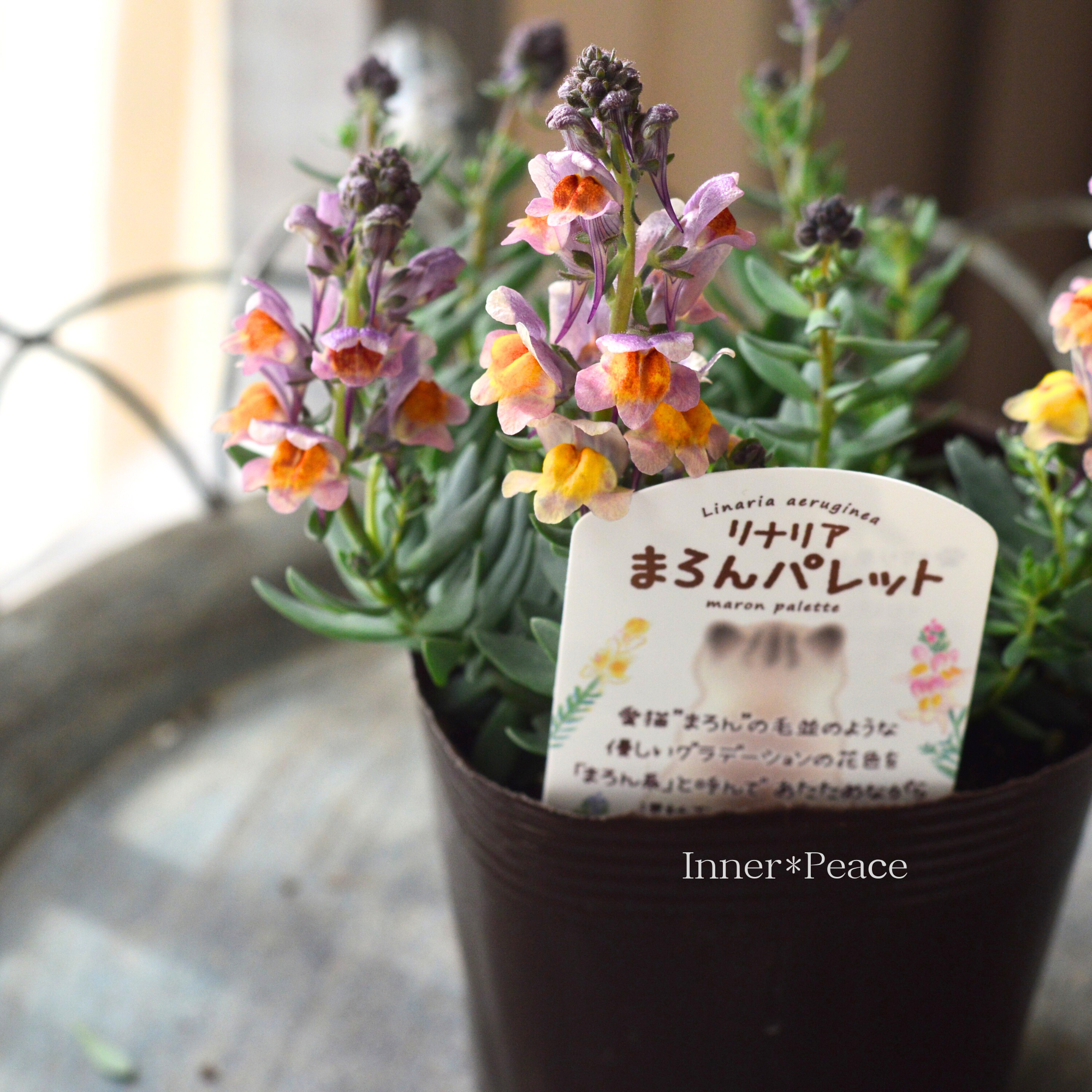 【かわいい】 リナリア 『まろんパレット・J』　3.5寸POT