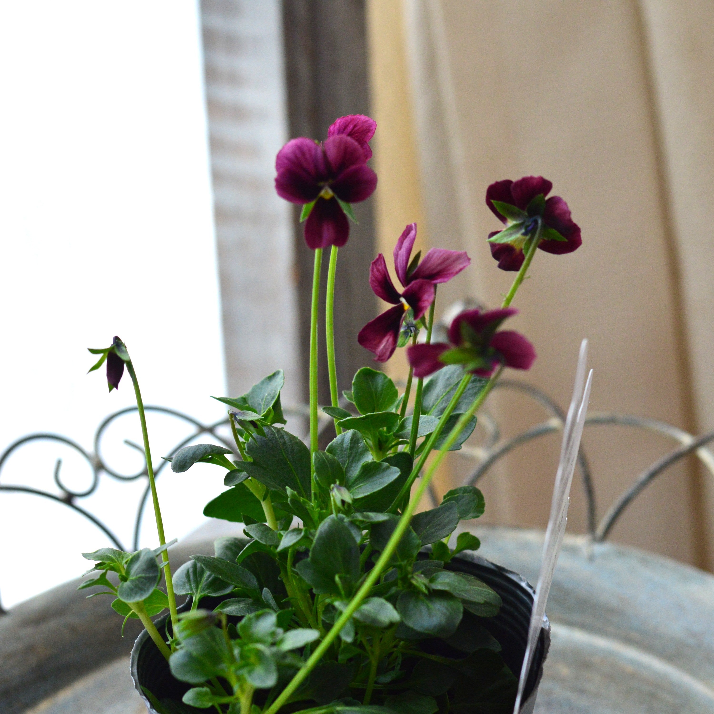 【うえたさん育種】 ビオラ 『パピヨンワールド・J』　3.5寸POT