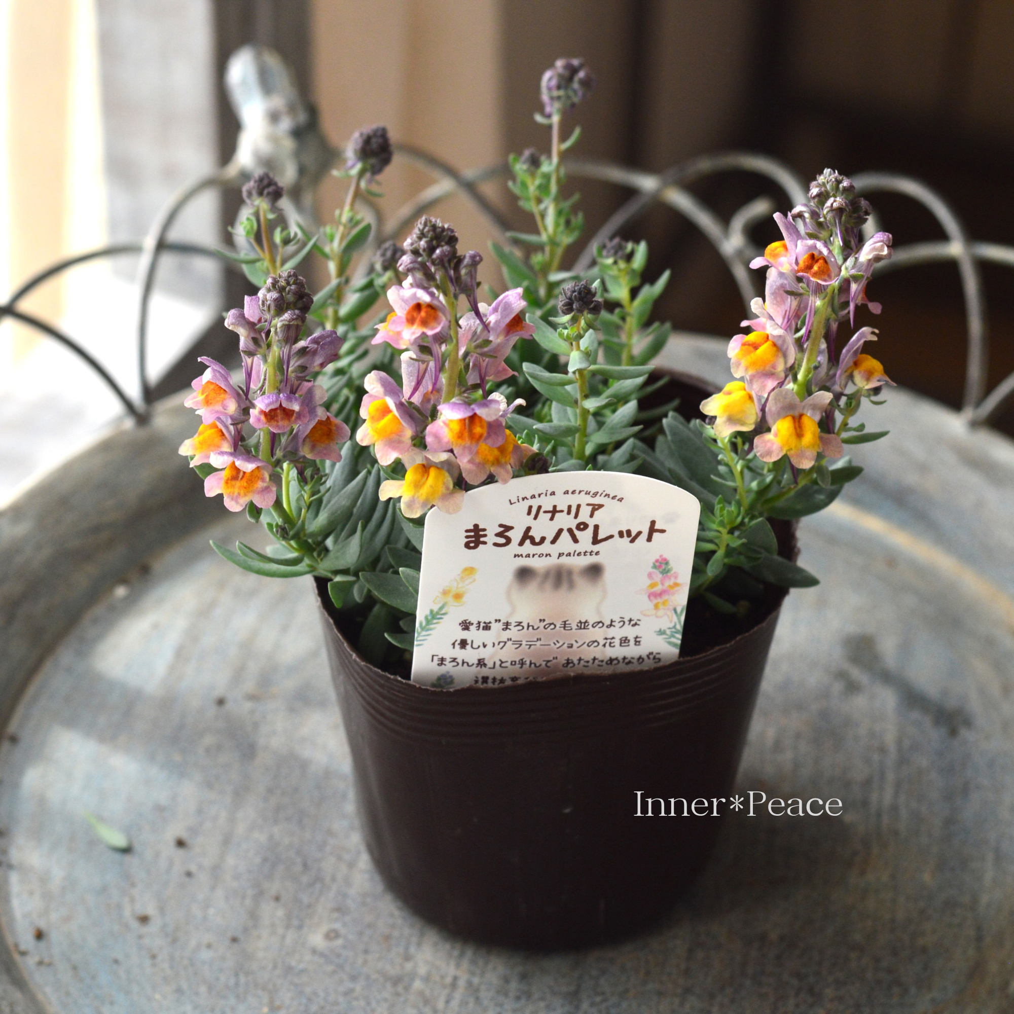 【かわいい】 リナリア 『まろんパレット・J』　3.5寸POT