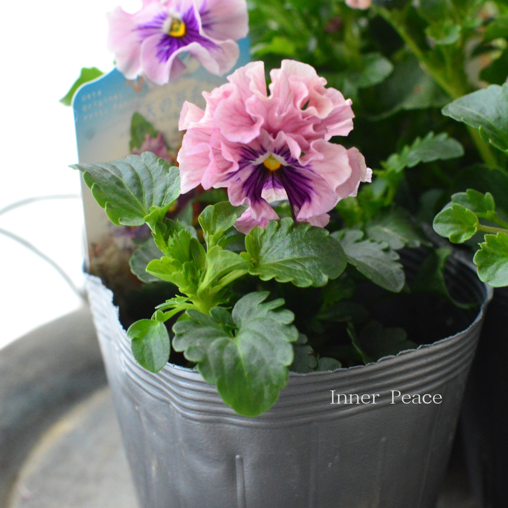 【うえたさん育種】 ミニパンジー　『天の羽衣・薄いピンク』　3.5寸POT