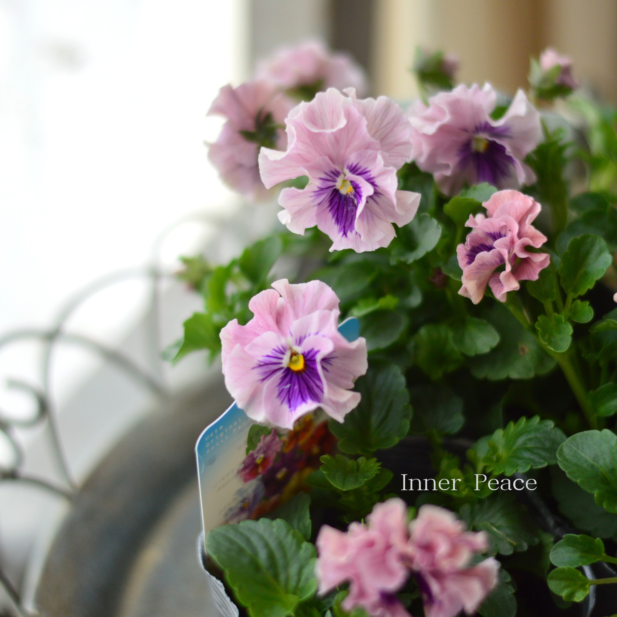 【うえたさん育種】 ミニパンジー　『天の羽衣・薄いピンク』　3.5寸POT