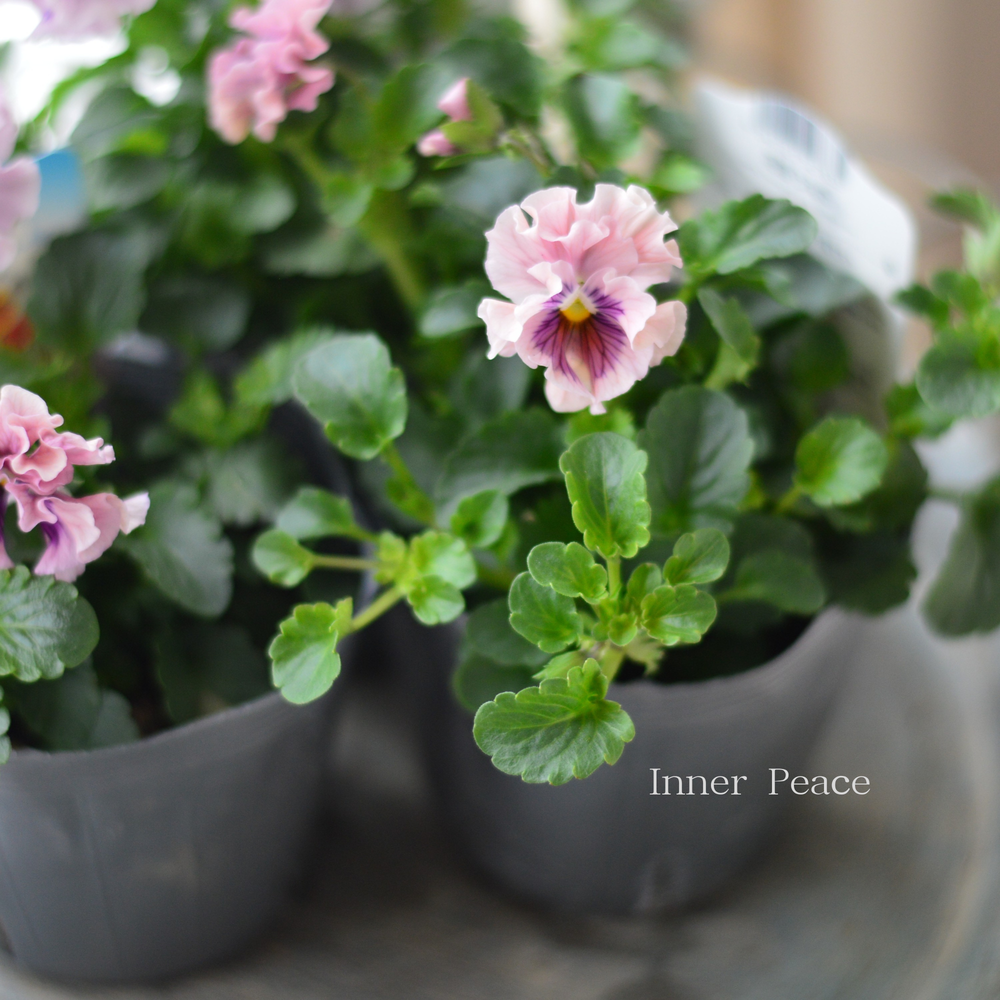 【うえたさん育種】 ミニパンジー　『天の羽衣・薄いピンク』　3.5寸POT