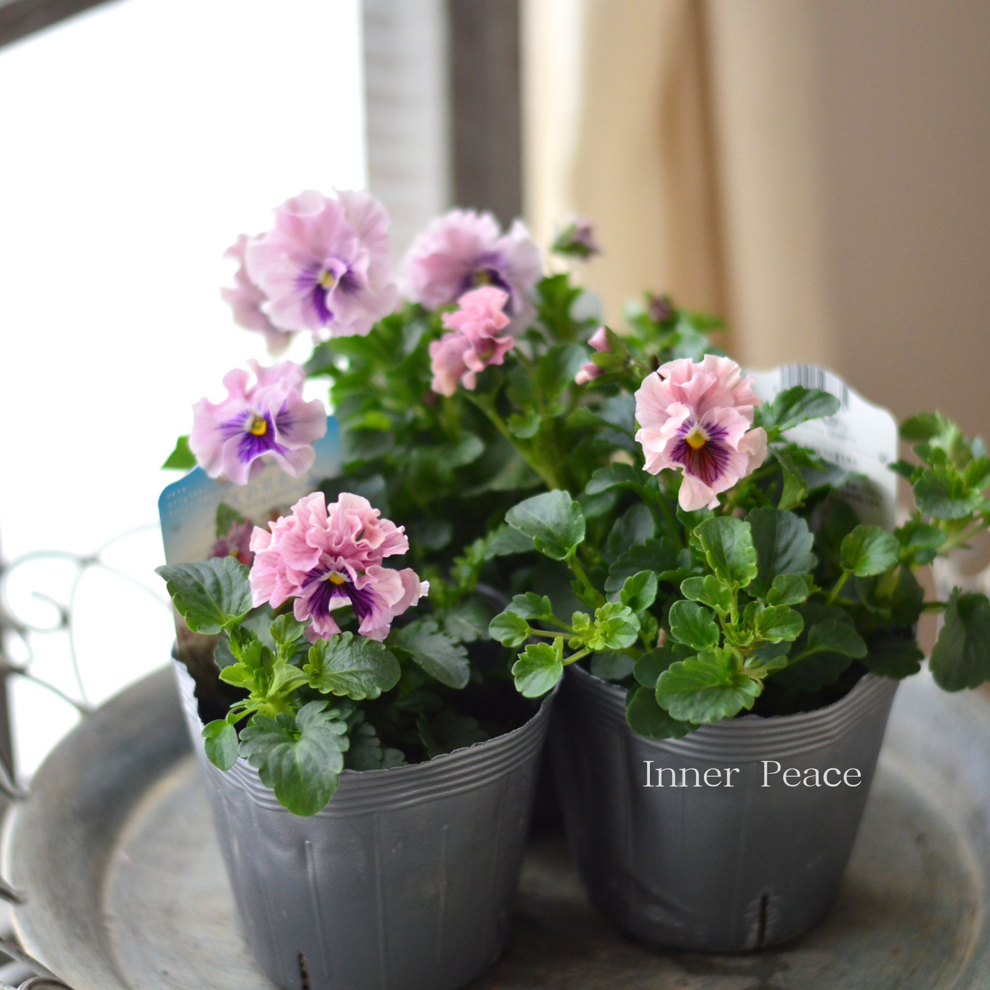 【うえたさん育種】 ミニパンジー　『天の羽衣・薄いピンク』　3.5寸POT