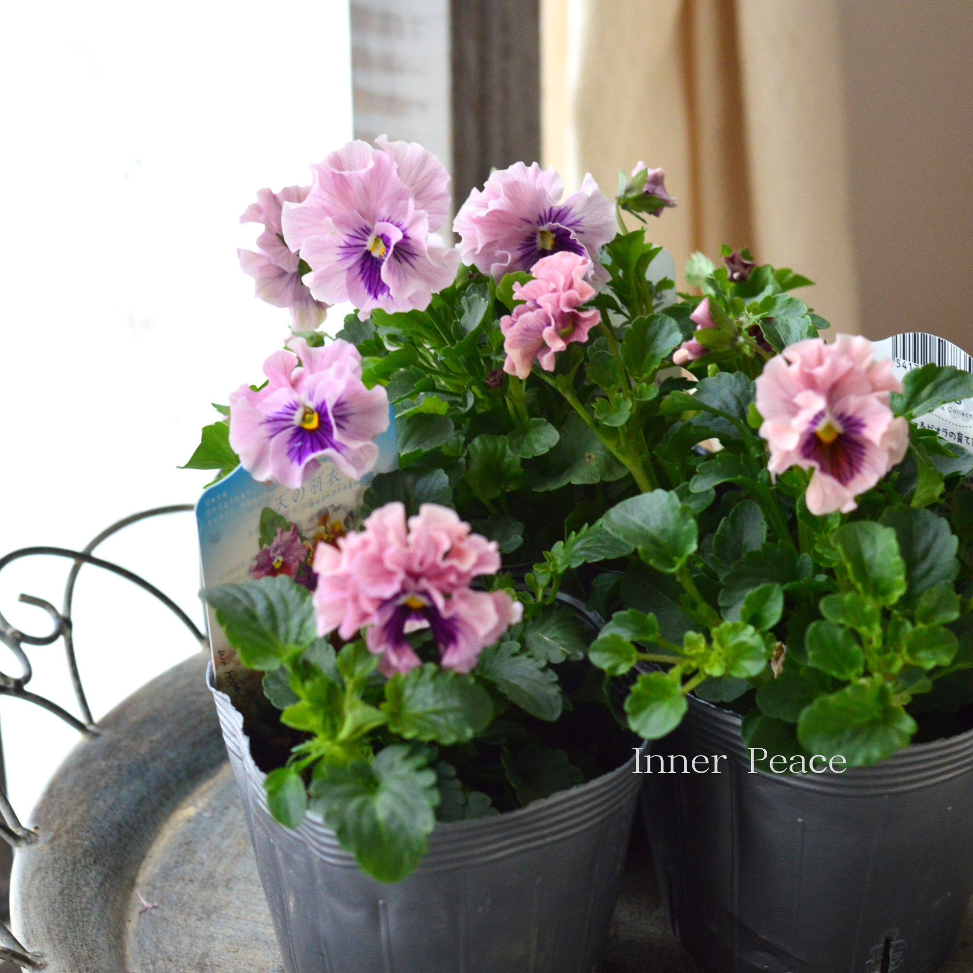 【うえたさん育種】 ミニパンジー　『天の羽衣・薄いピンク』　3.5寸POT