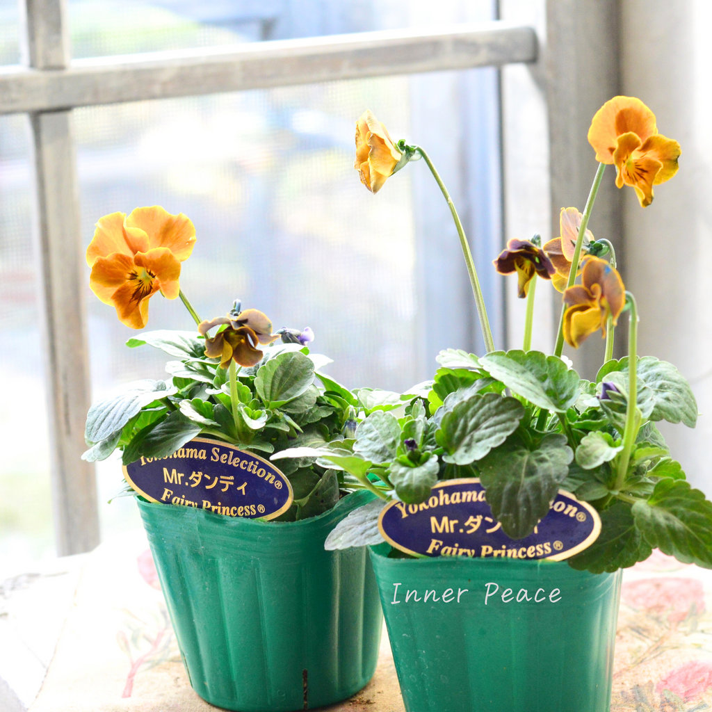 人気】 ビオラ 『横浜セレクション・Mr.ダンディ』 3寸POT