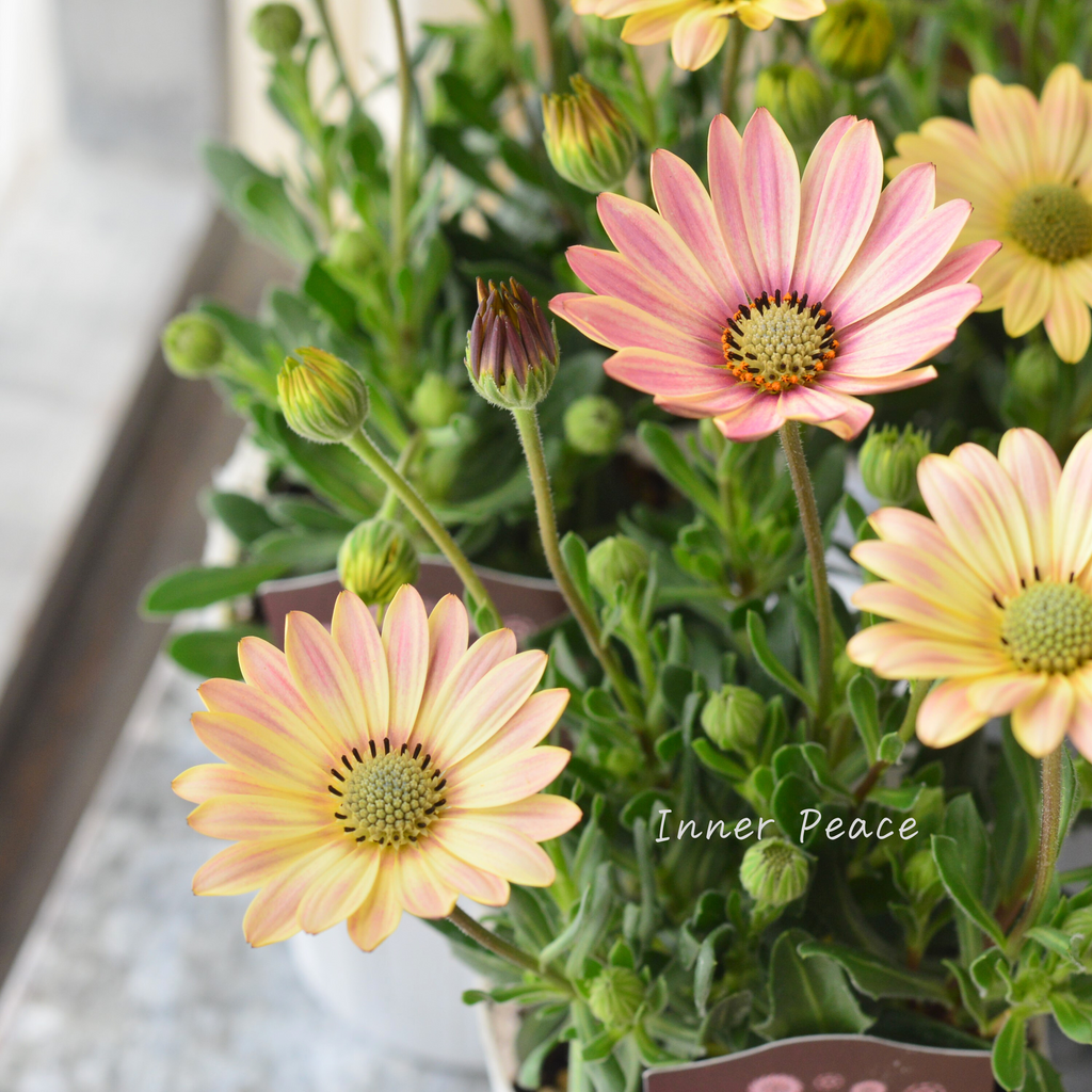 希少】 ナラフラさんのオステオスペルマム 『レモンtoピンク系 No.8