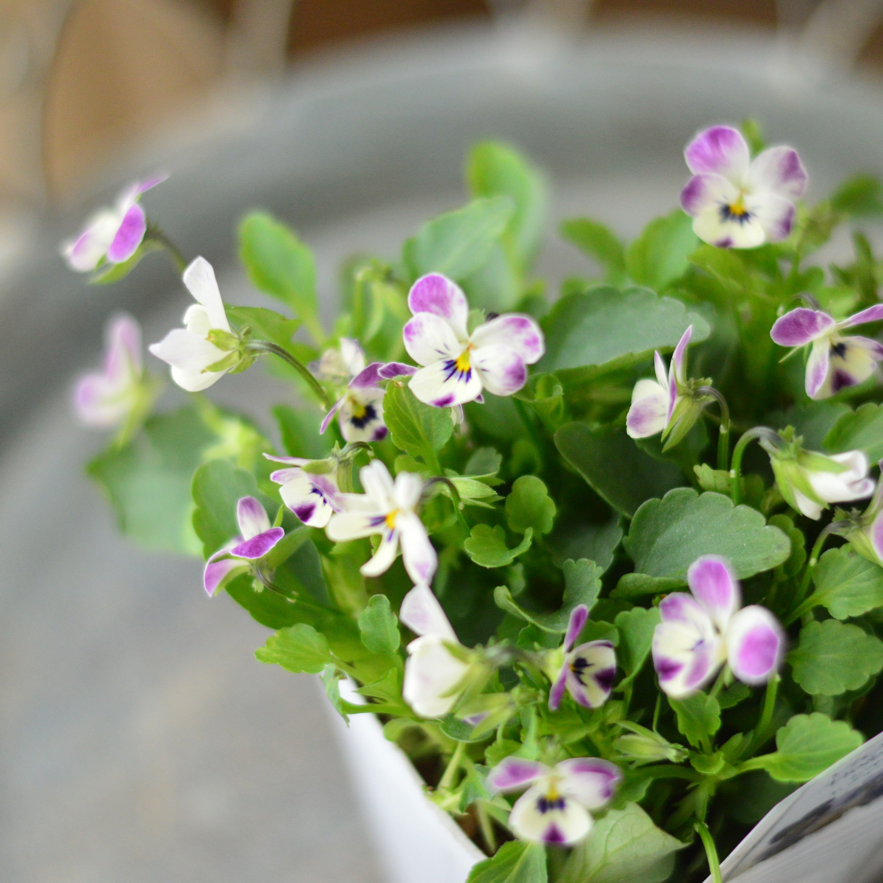 【かわいい】 小輪ビオラ　ビオレッタ　『V.ヴィーナス』　　3.5寸POT