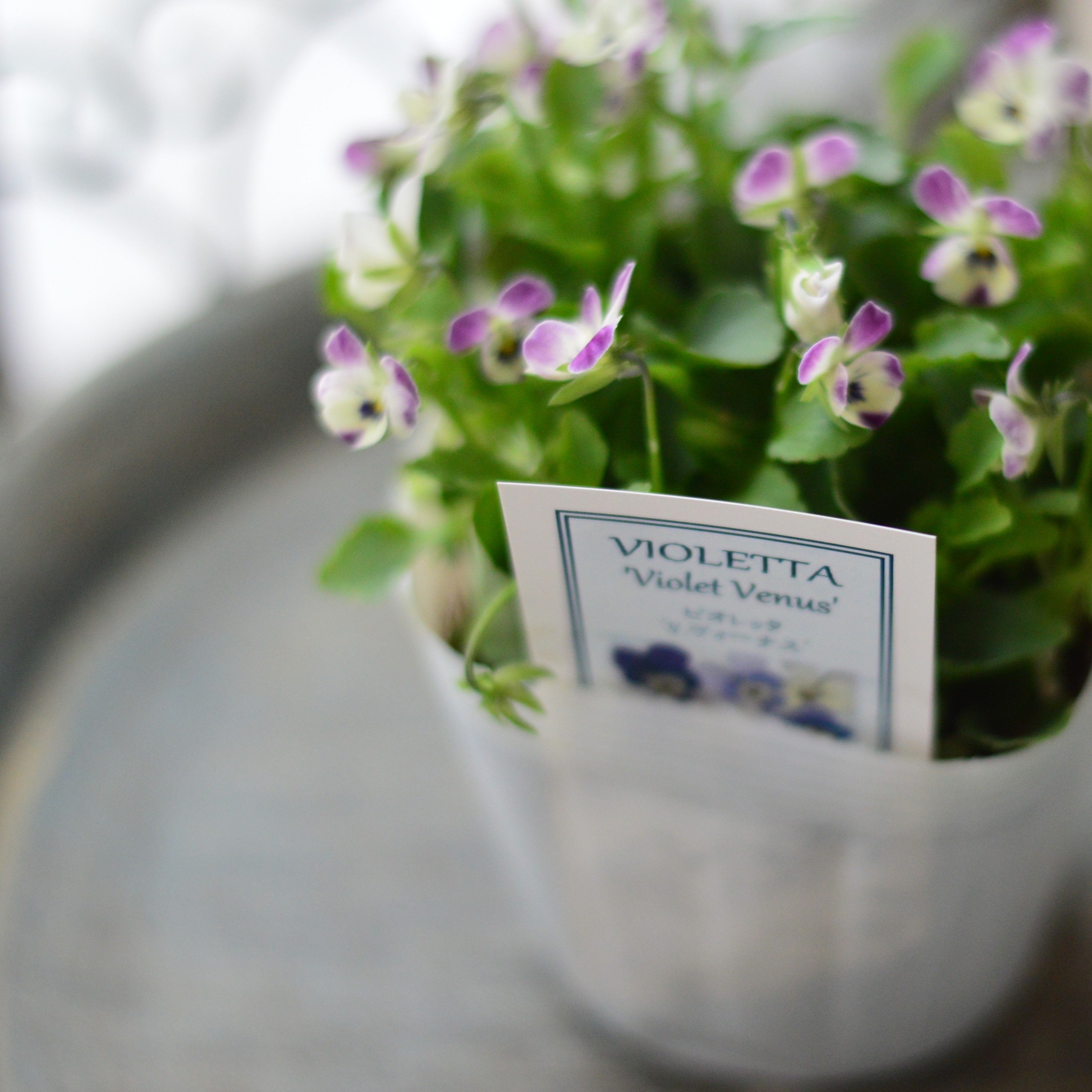 【かわいい】 小輪ビオラ　ビオレッタ　『V.ヴィーナス』　　3.5寸POT