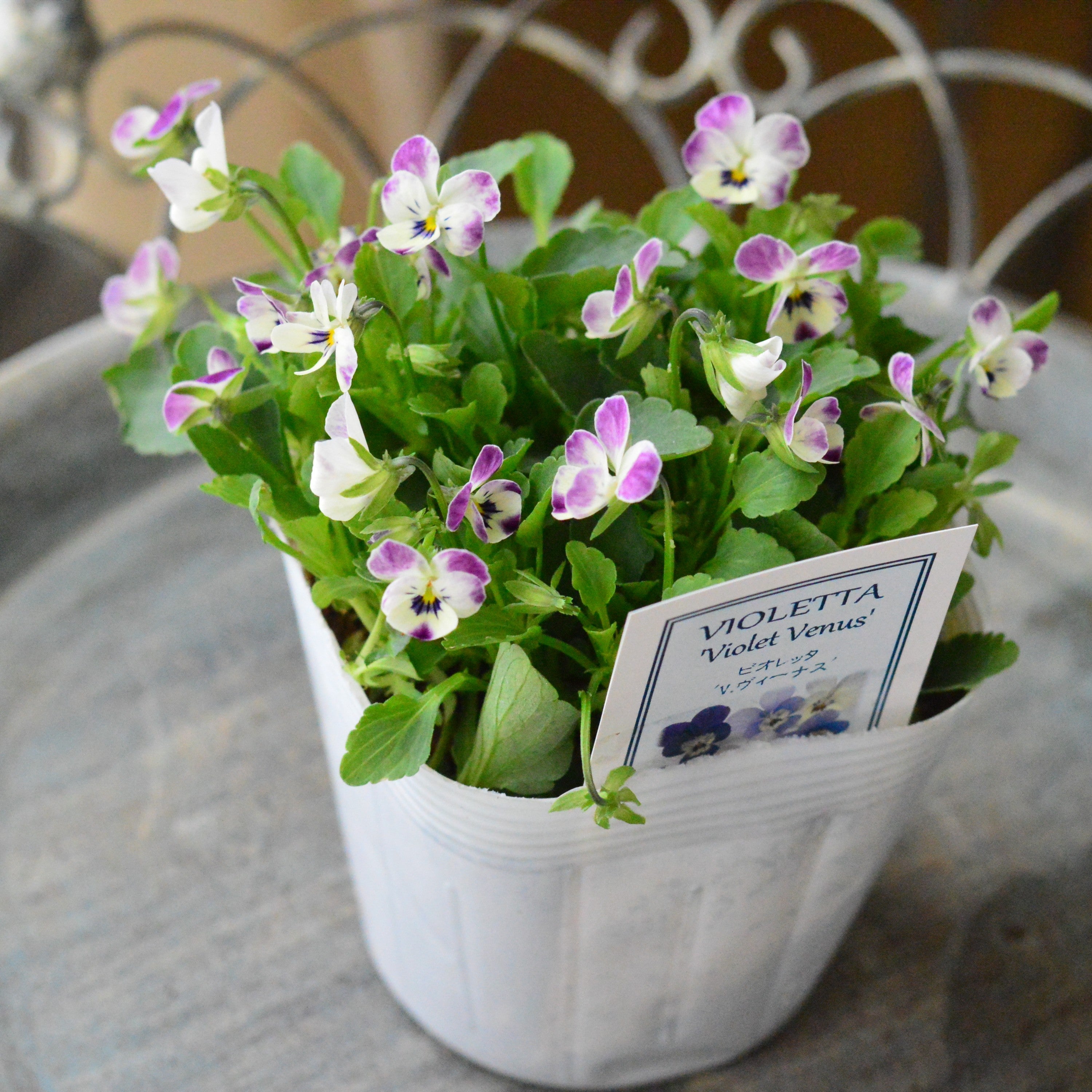 【かわいい】 小輪ビオラ　ビオレッタ　『V.ヴィーナス』　　3.5寸POT