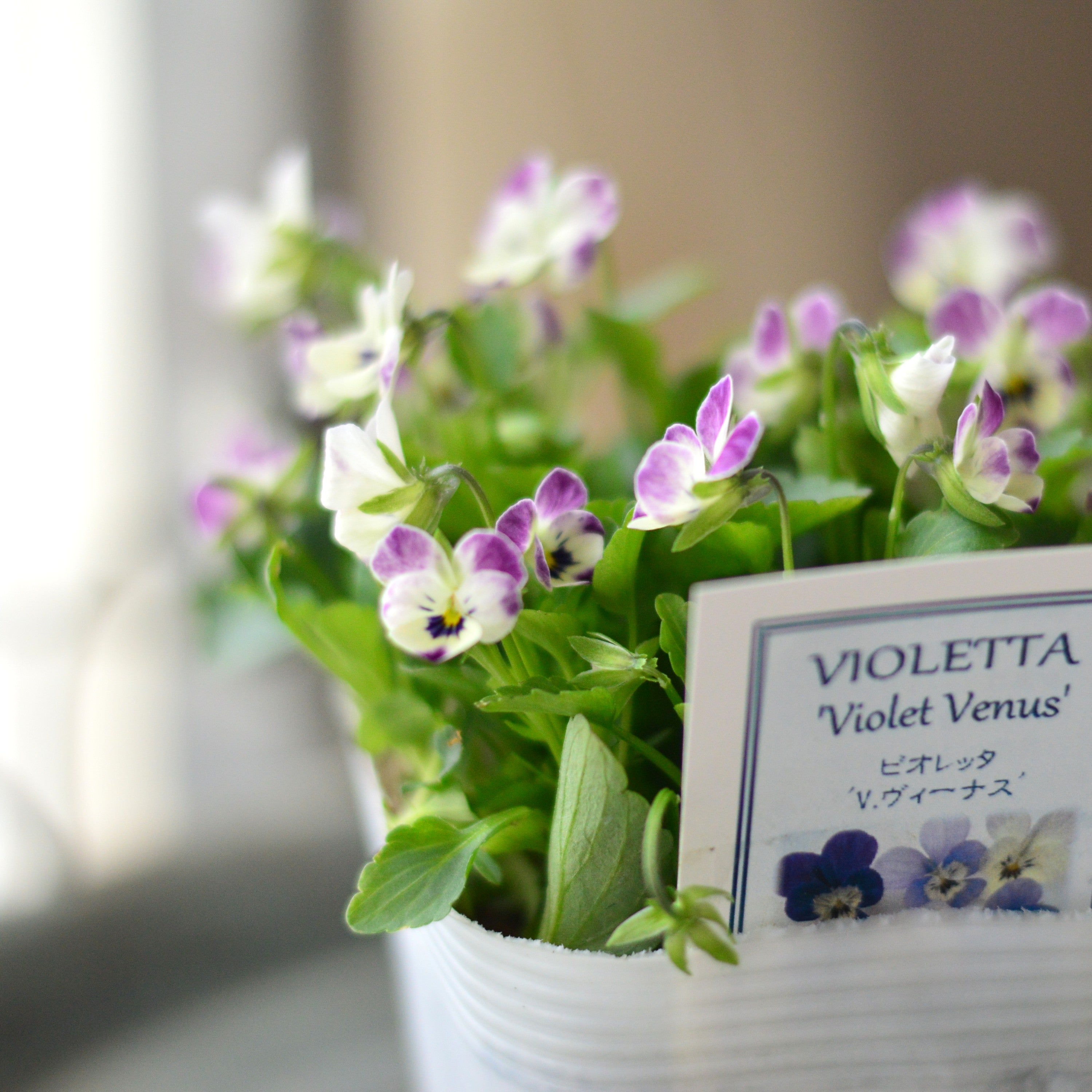 【かわいい】 小輪ビオラ　ビオレッタ　『V.ヴィーナス』　　3.5寸POT