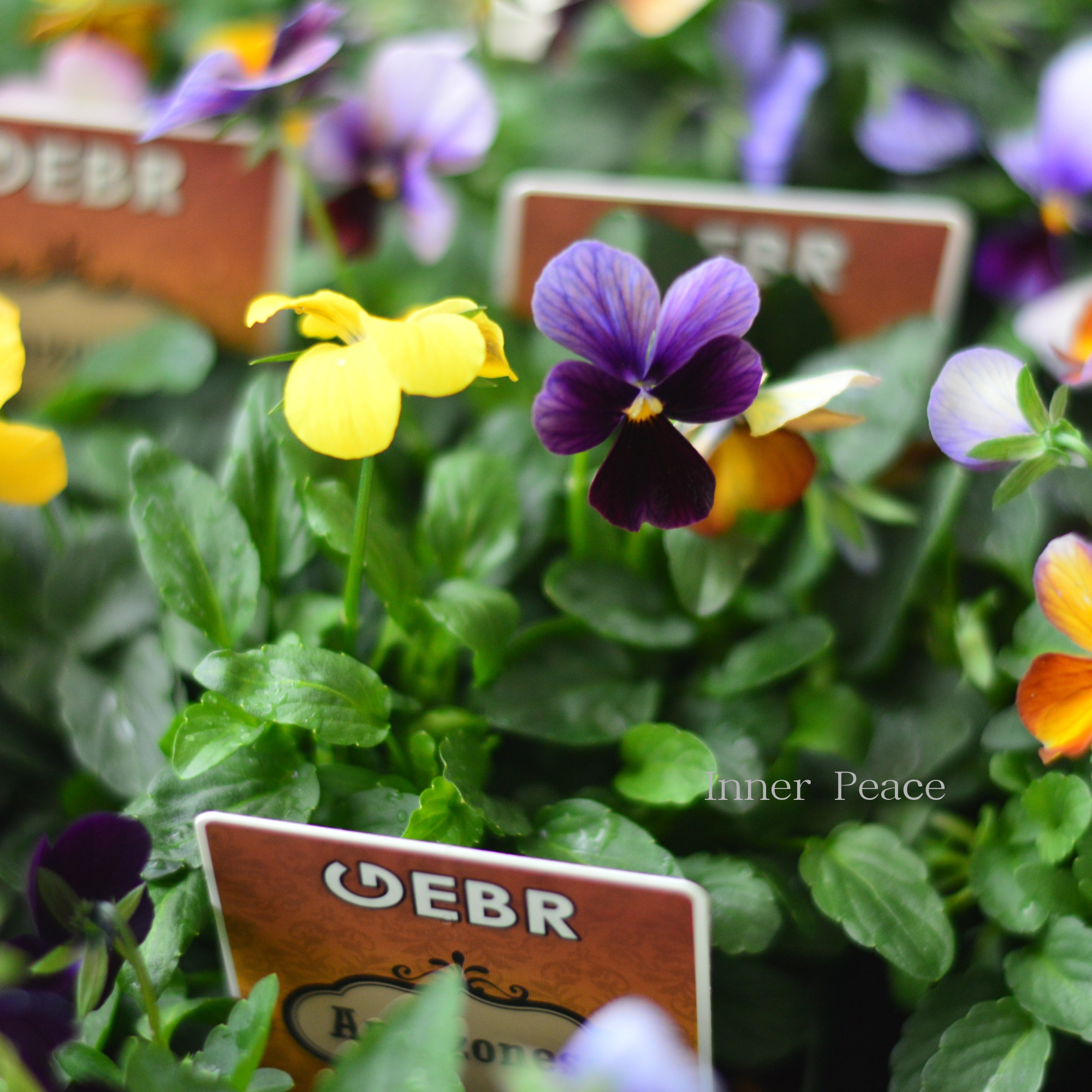 【ゲブラさん】 ビオラ　『アマゾネス』　3.5寸POT