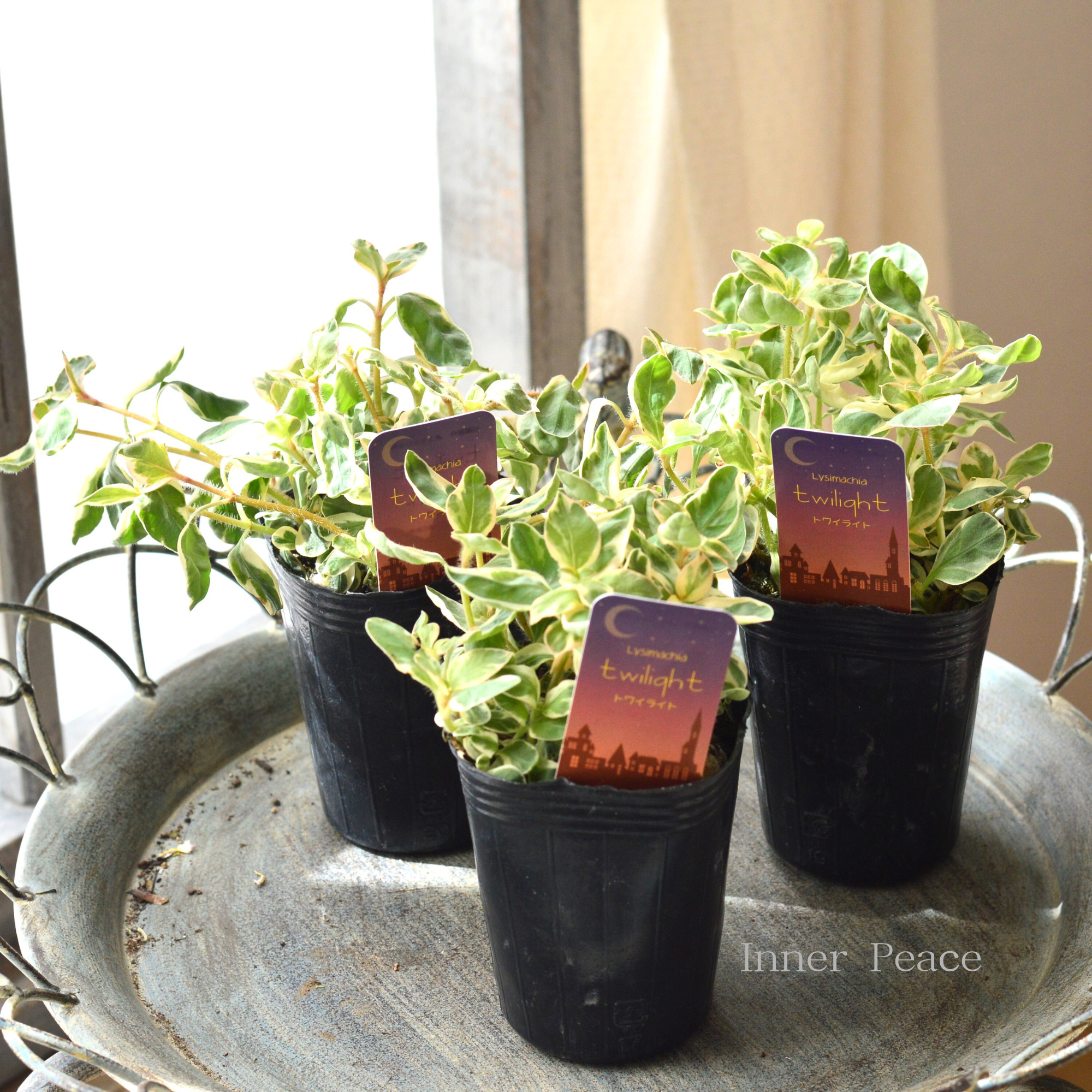 【カラーリーフ】 リシマキア 『トワイライト』　　2.5～3寸POT