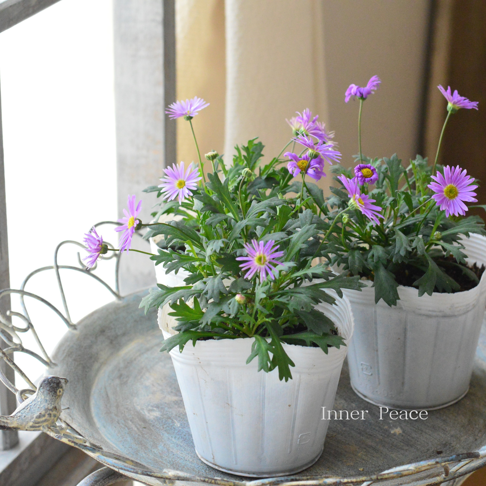 【かわいい】 ブラキカム　『フレスコ・パープル』　　3～3.5寸POT