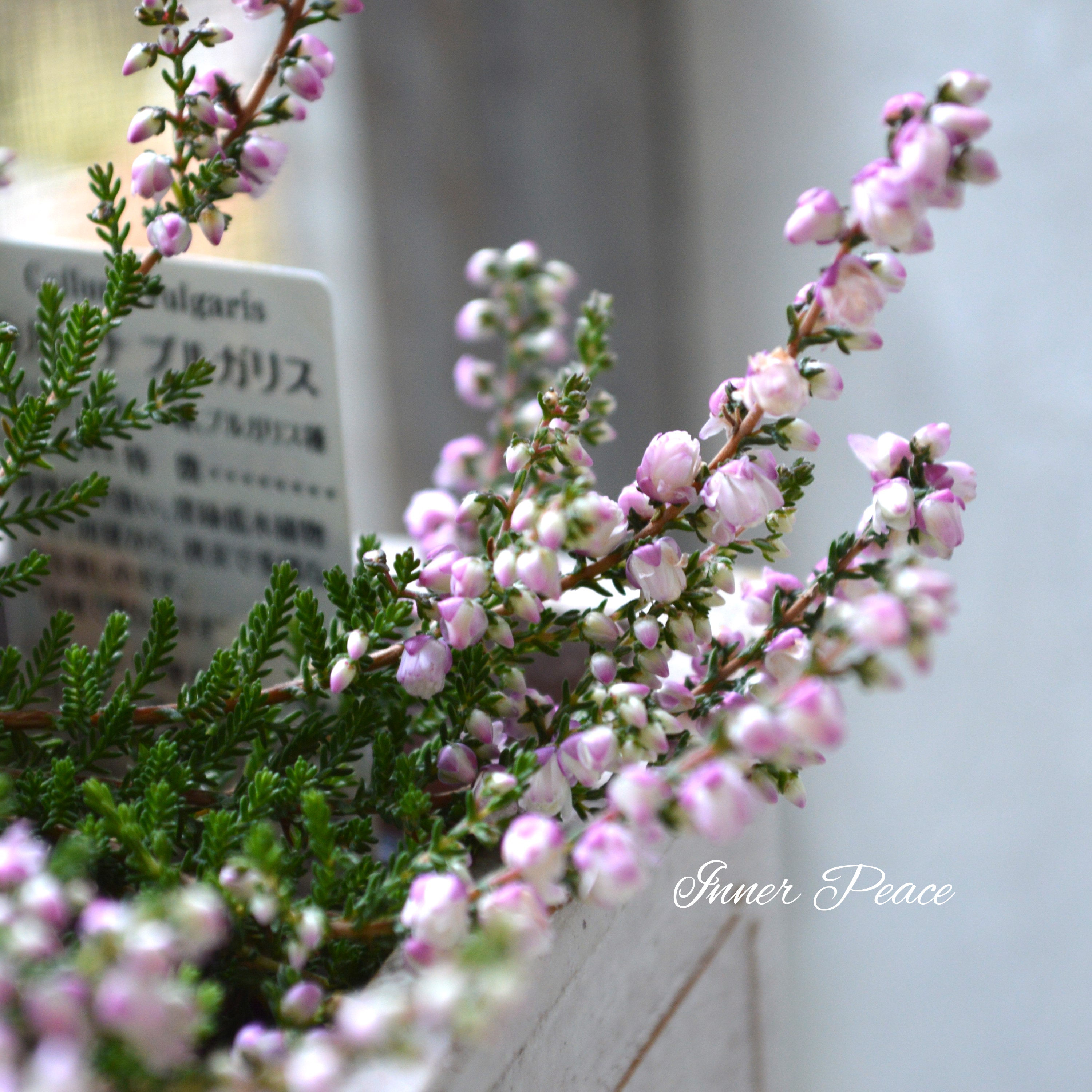 【豪華】 八重咲きカルーナ　薄ピンク　3寸POT