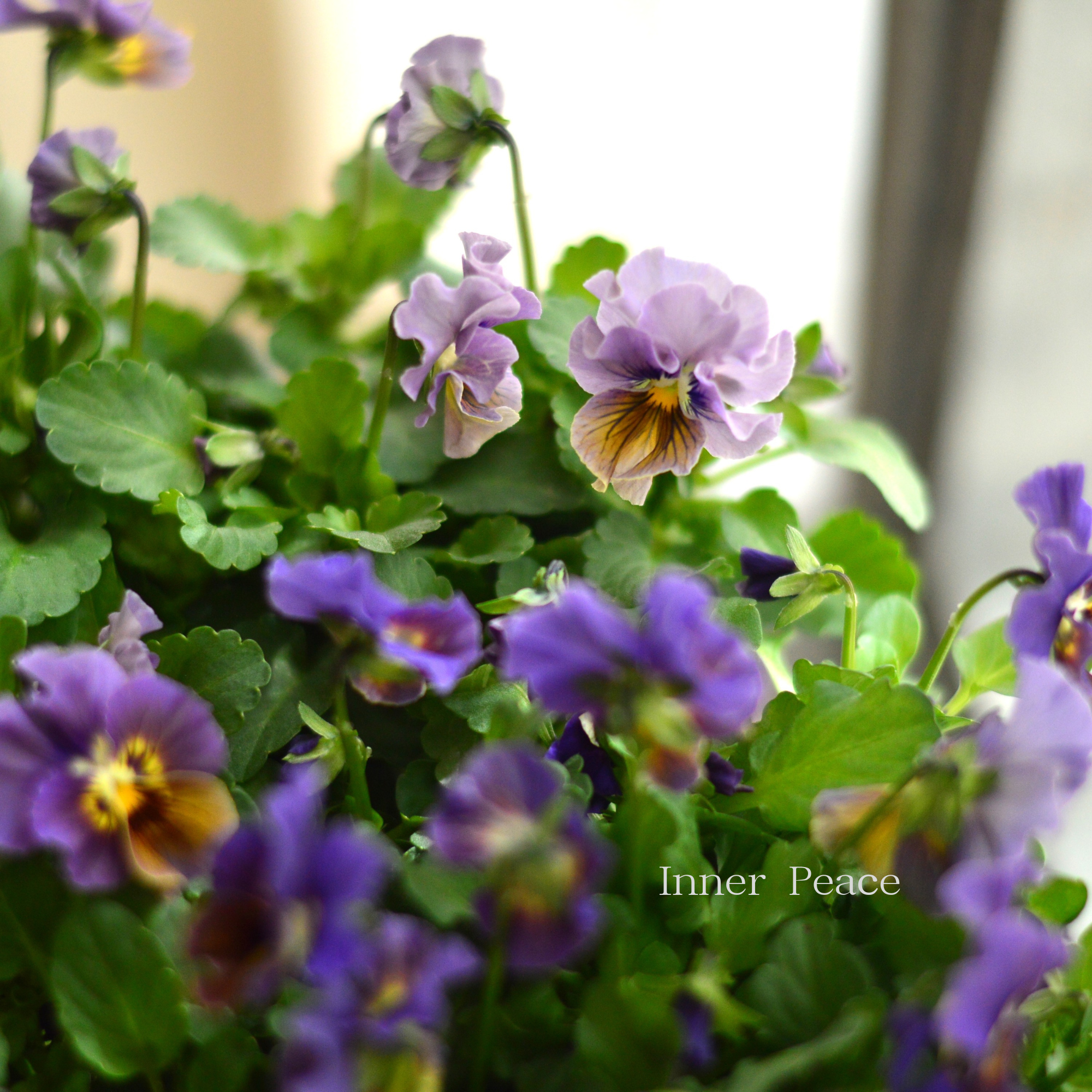 【tef*tef*さんオリジナルビオラ】 スモーキーヴェール・MIX　　3.5寸POT