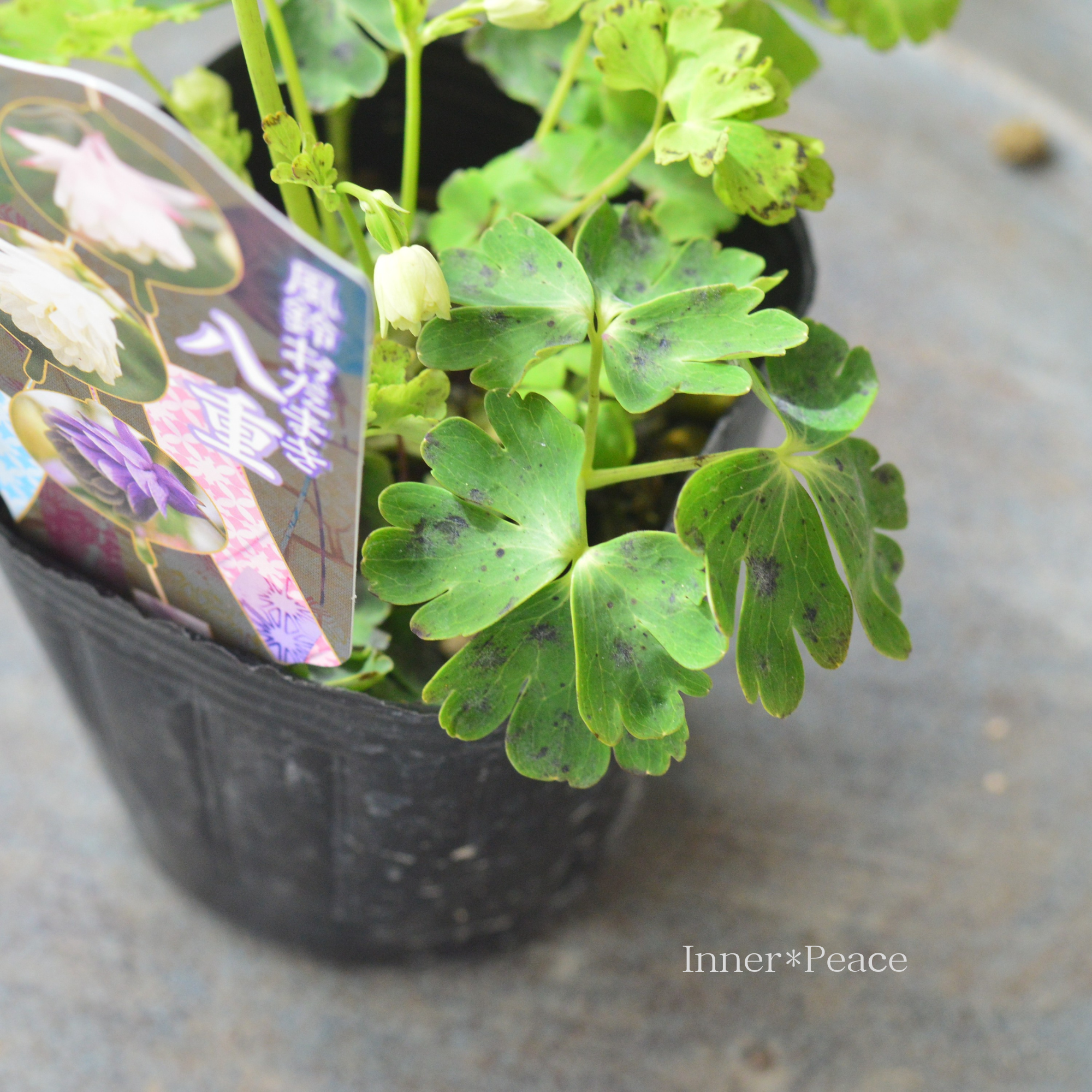 風鈴オダマキ 『ホワイト系』　3寸POT