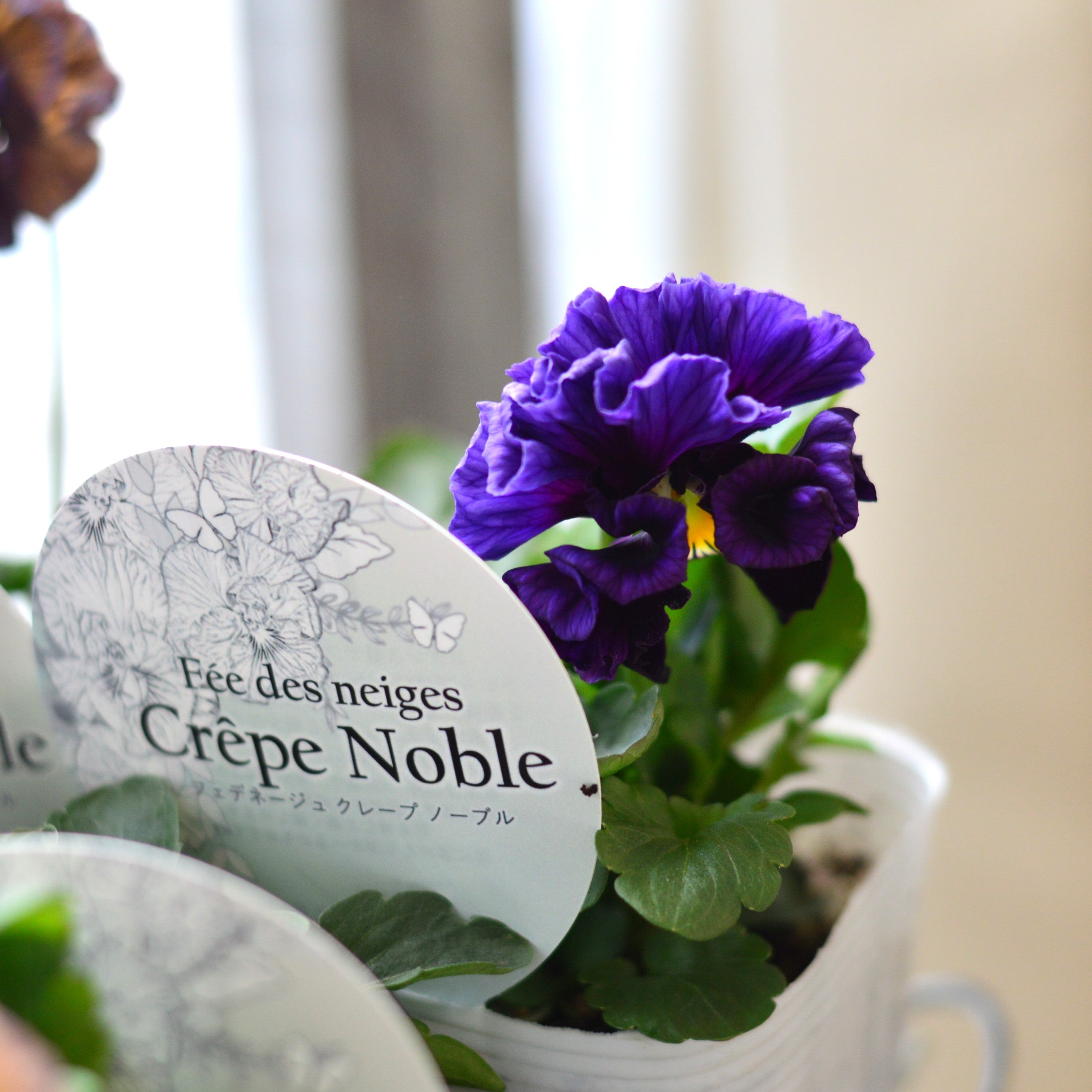 【美しい】 パンジー 『フェデネージュ・クレープノーブル』　3.5寸POT