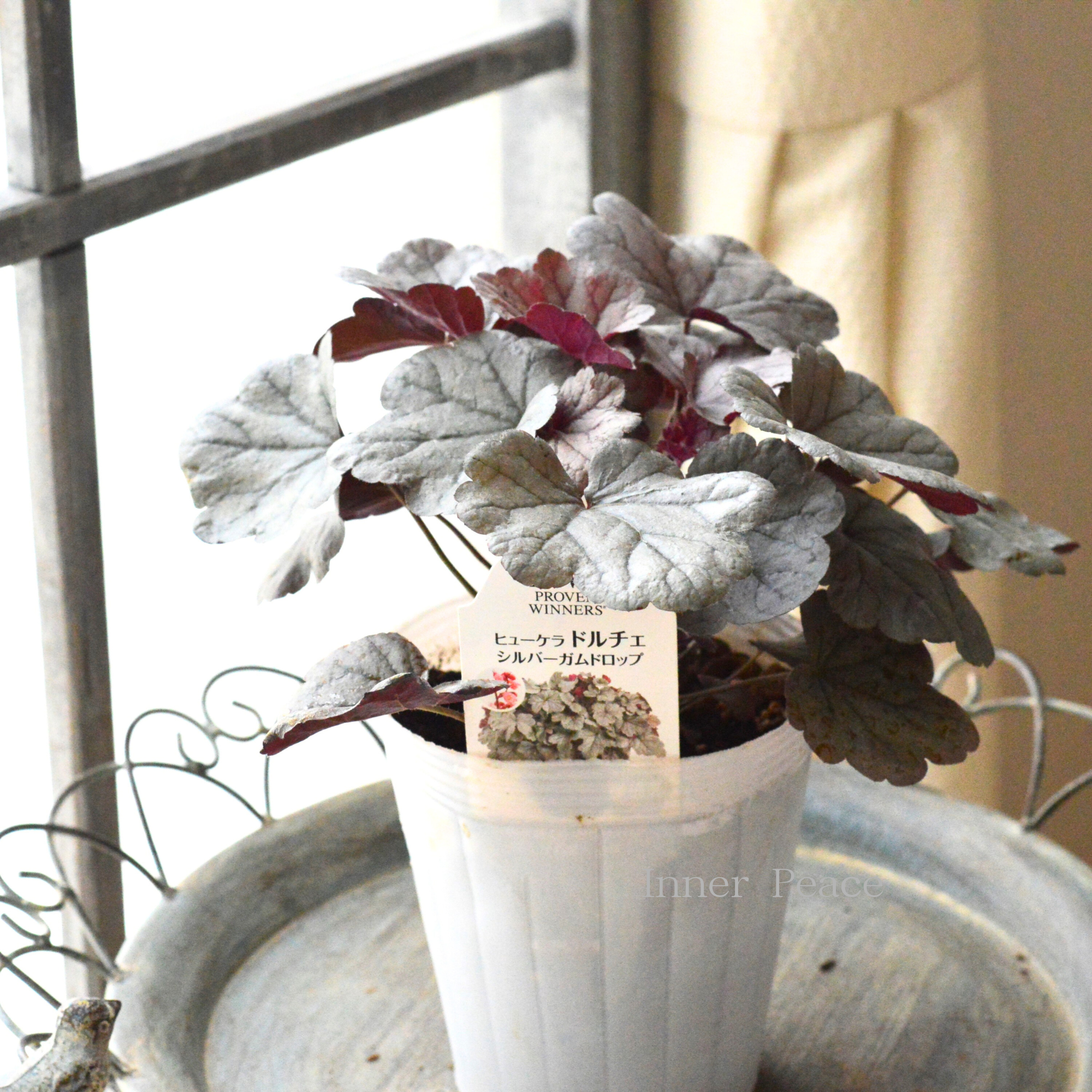 【PW】 ヒューケラ ドルチェ　『シルバーガムドロップ』　4寸ロングPOT