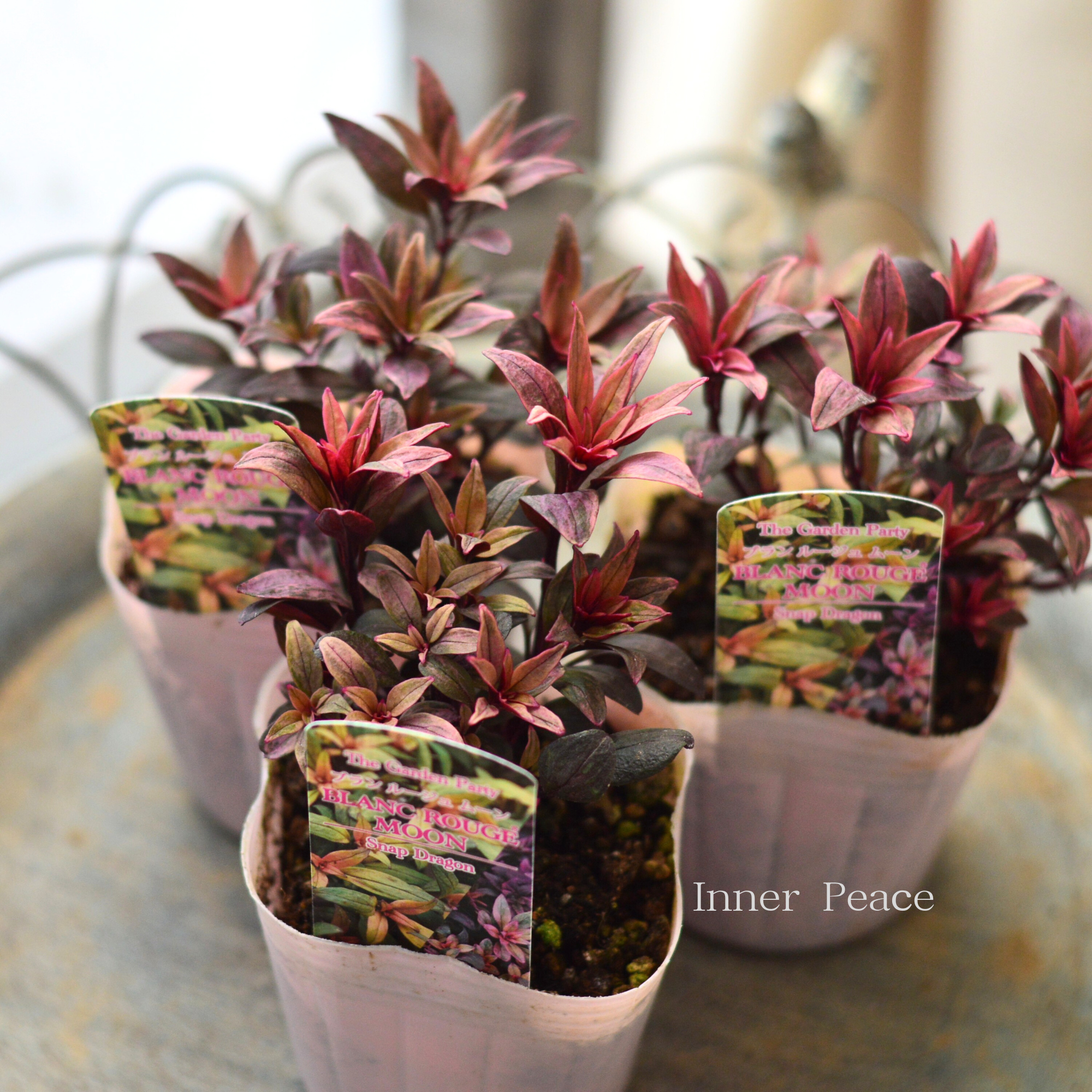 【カラーリーフ】 キンギョソウ　ブランルージュ 『ムーン』　　3寸POT