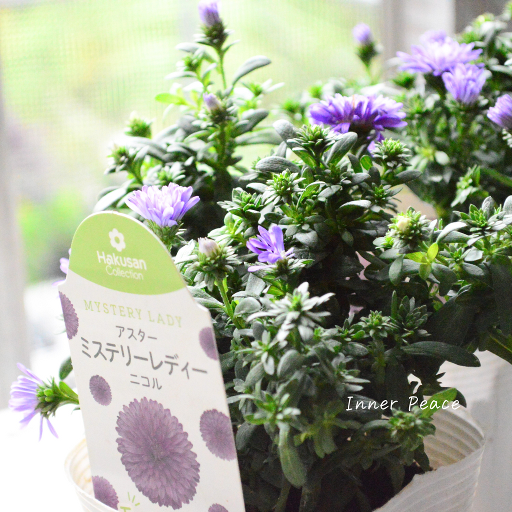 お年玉価格] アズイリス 100g akaran公式オンラインストア