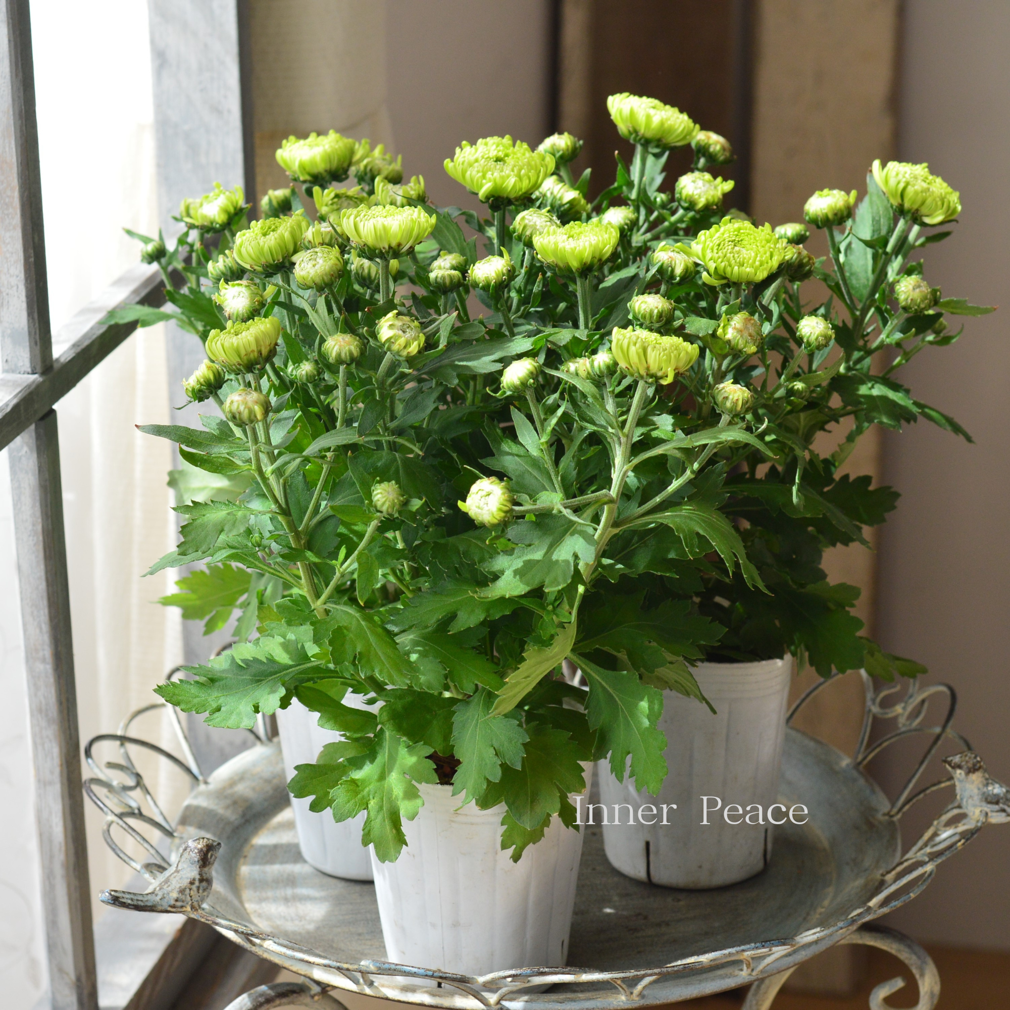 【秋の花】 カクテルマム 『クリスタル・ライム系』　　3寸ロングPOT