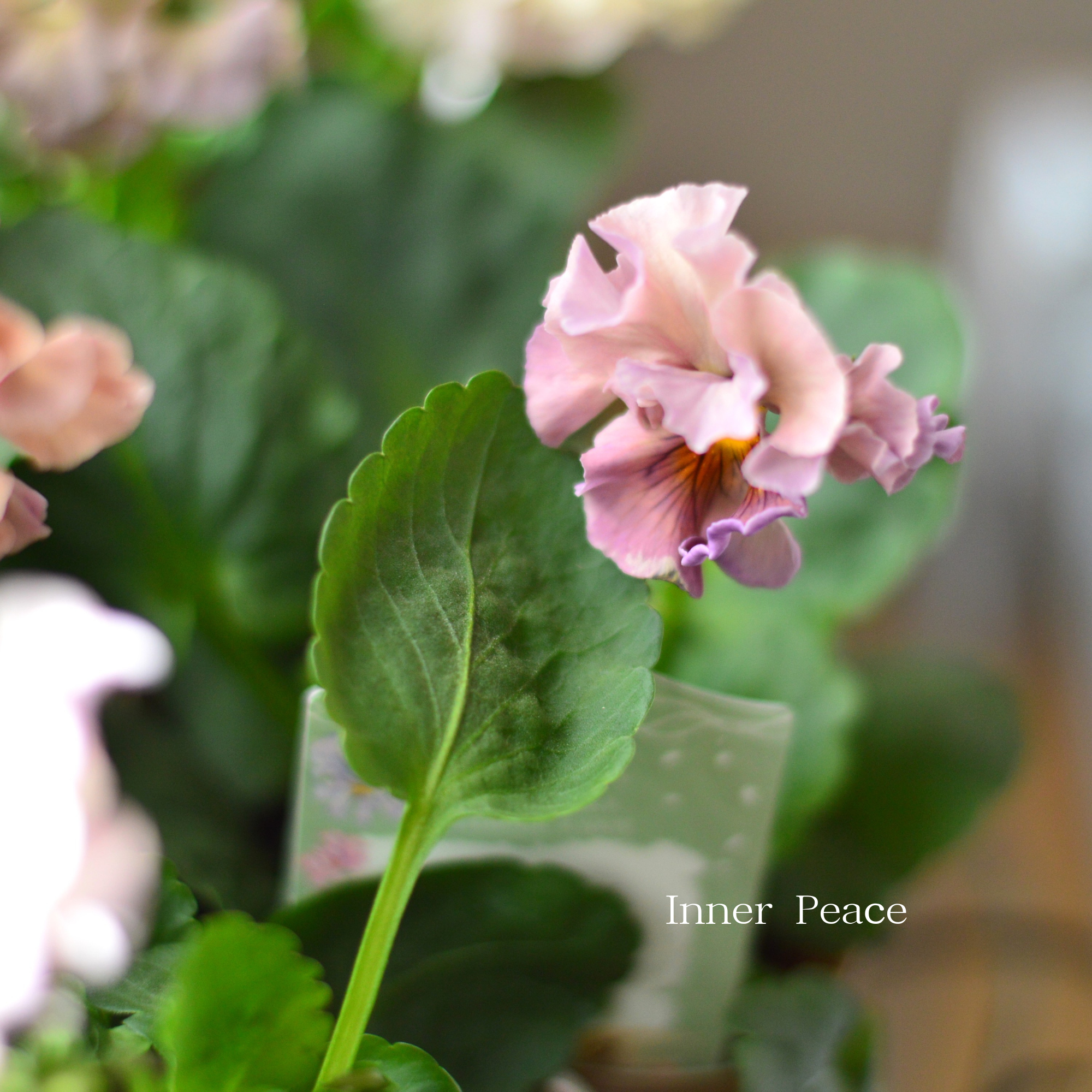 【素敵】 パンジー　『コライユ・ステムロング　ピンク系』　　3寸ロングPOT