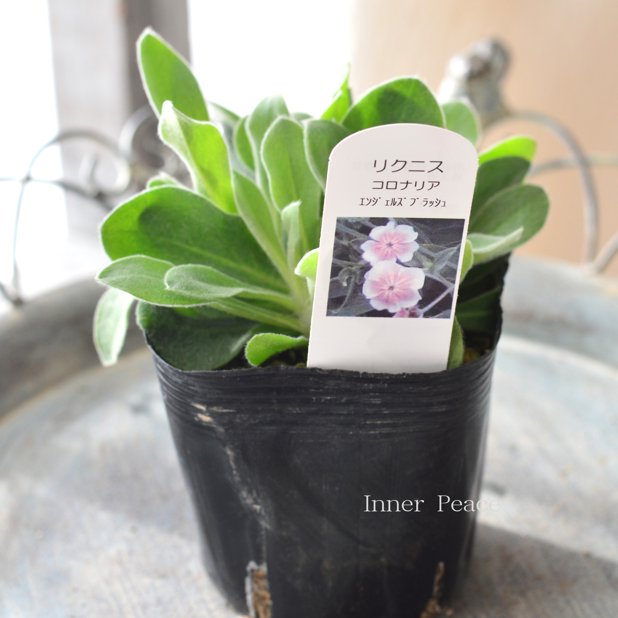 【かわいい】 リクニス・コロナリア　『エンジェルスブラッシュ』　　3寸POT