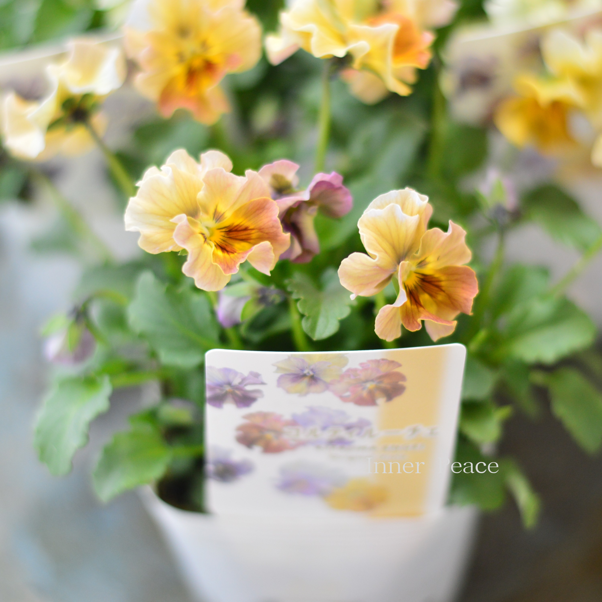 【ステキ】 北島園芸さんのビオラ　『コルティルーチェ・暖色系』　3.5寸POT