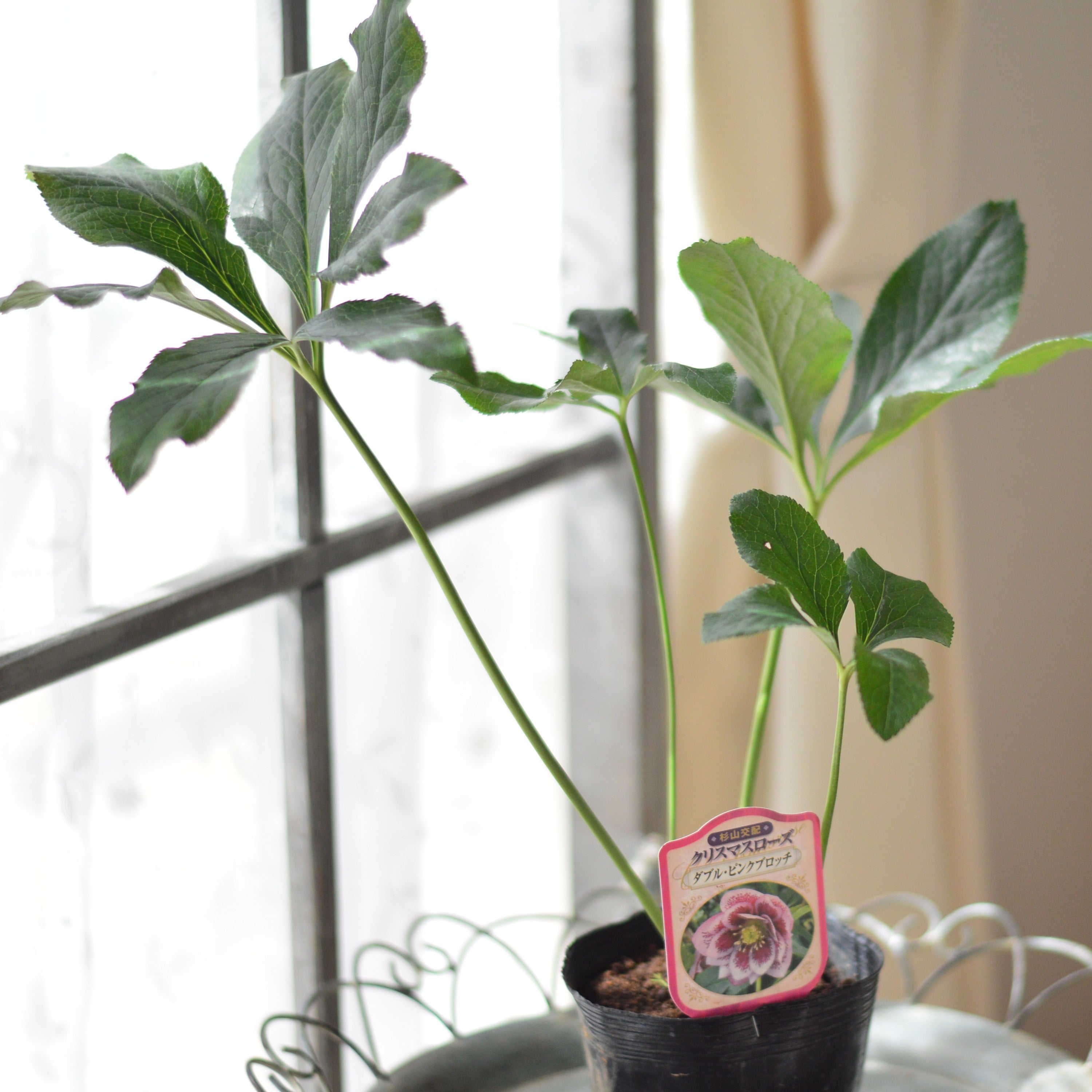 【杉光園芸さん】  クリスマスローズ　『ダブル・ピンクブロッチ』　　4寸POT