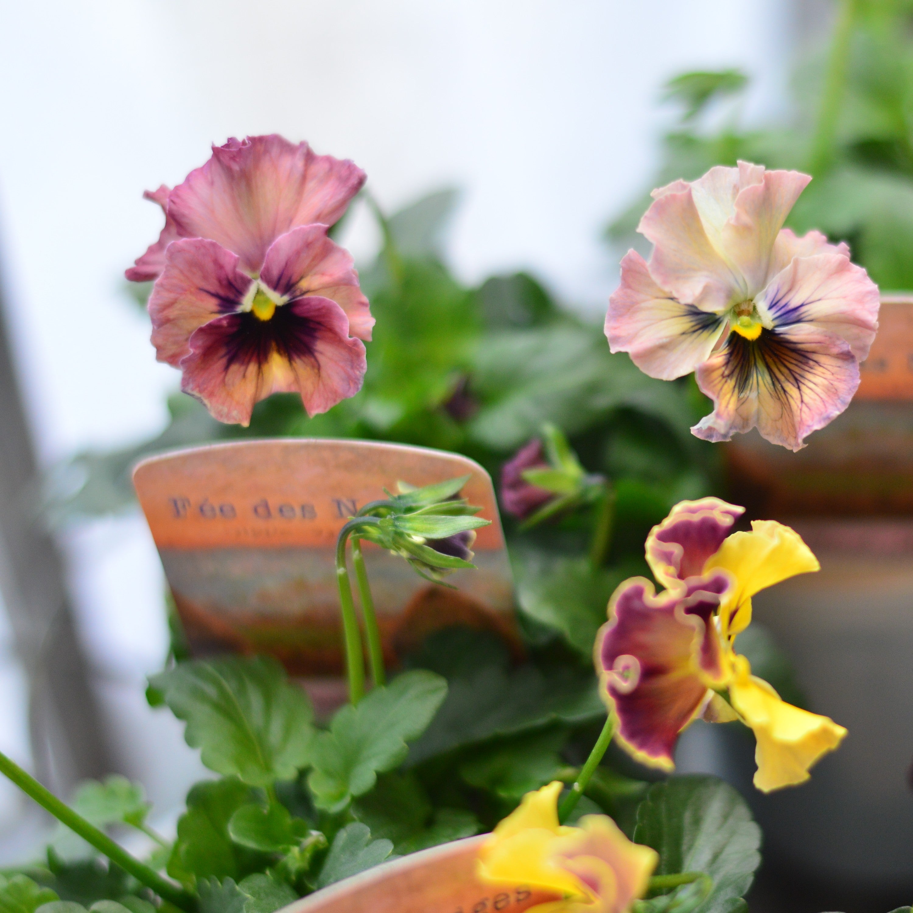 【美しい】 パンジー 『フェデネージュ・モネ　積みわら』　3.5寸POT