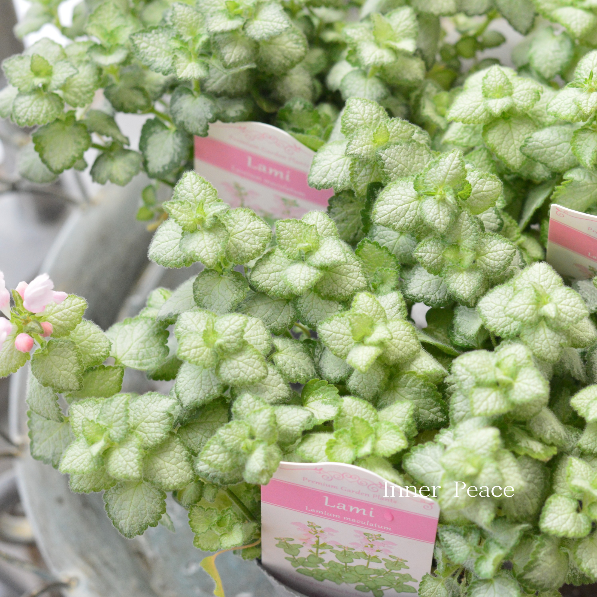 【寄せ植えに】 ラミウム　『ラミ』　　2.5寸POT