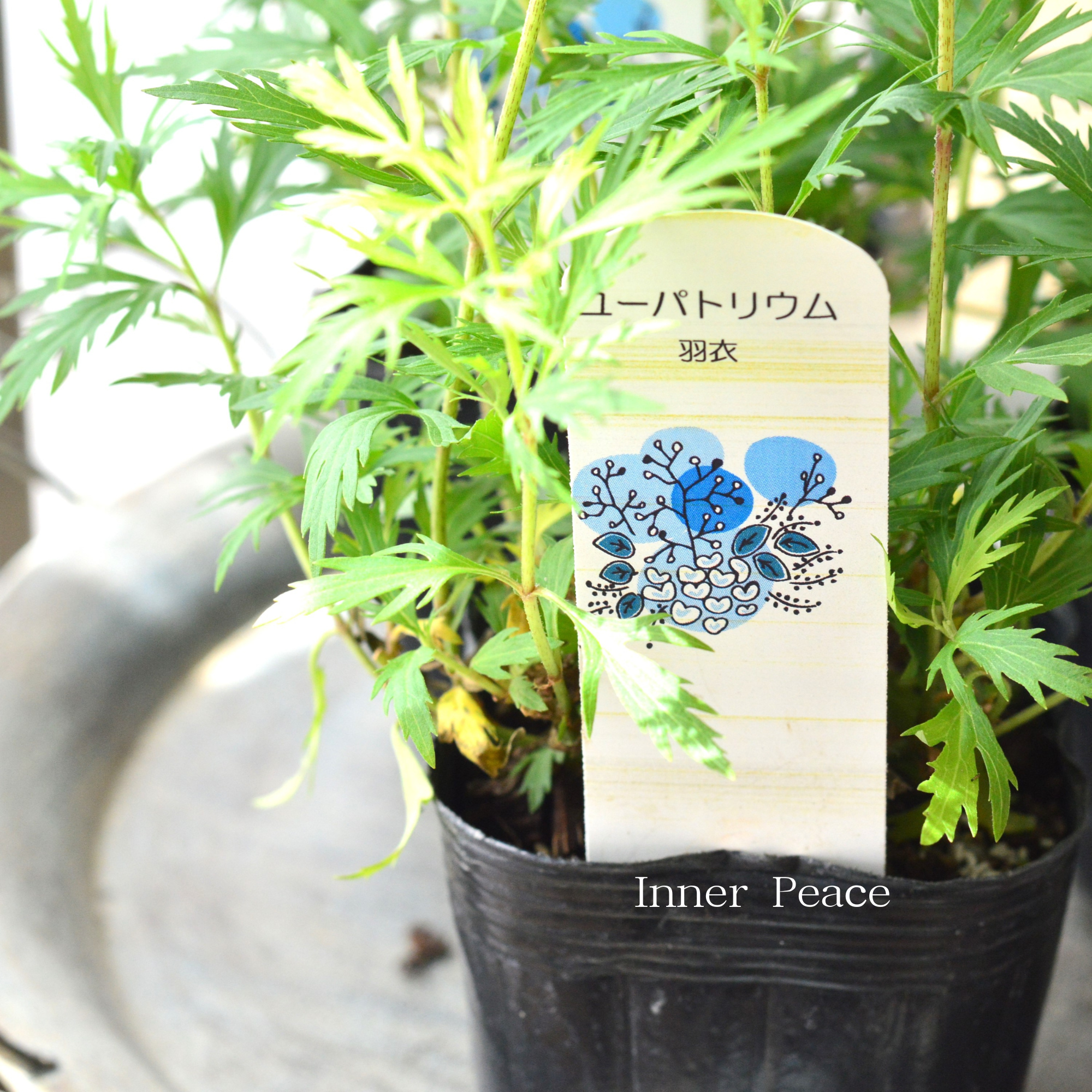 【暑さ寒さに強い】 ユーパトリウム　『羽衣』　　3寸POT