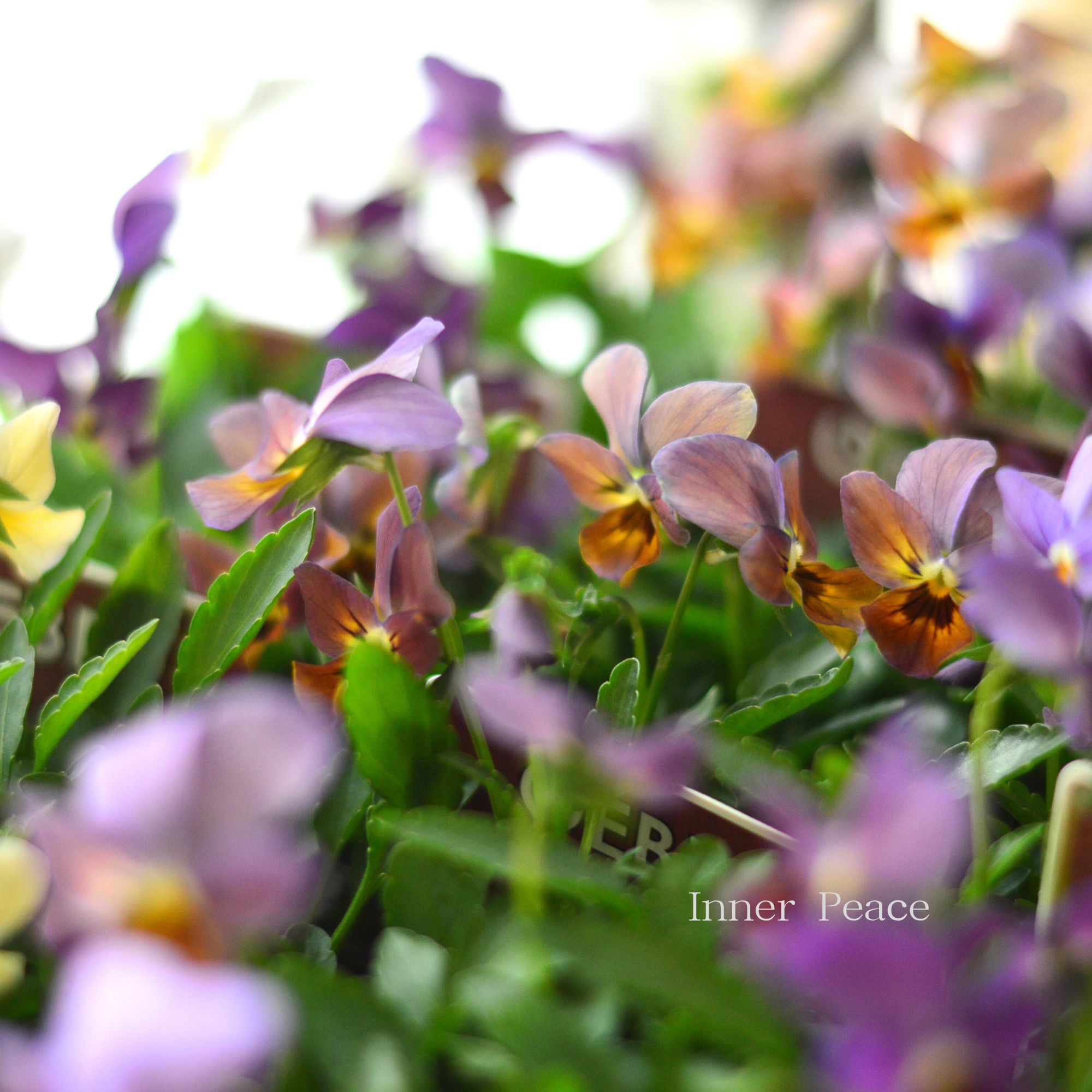 【ゲブラさん】 試験品種ビオラ　『ルナ』　3.5寸POT