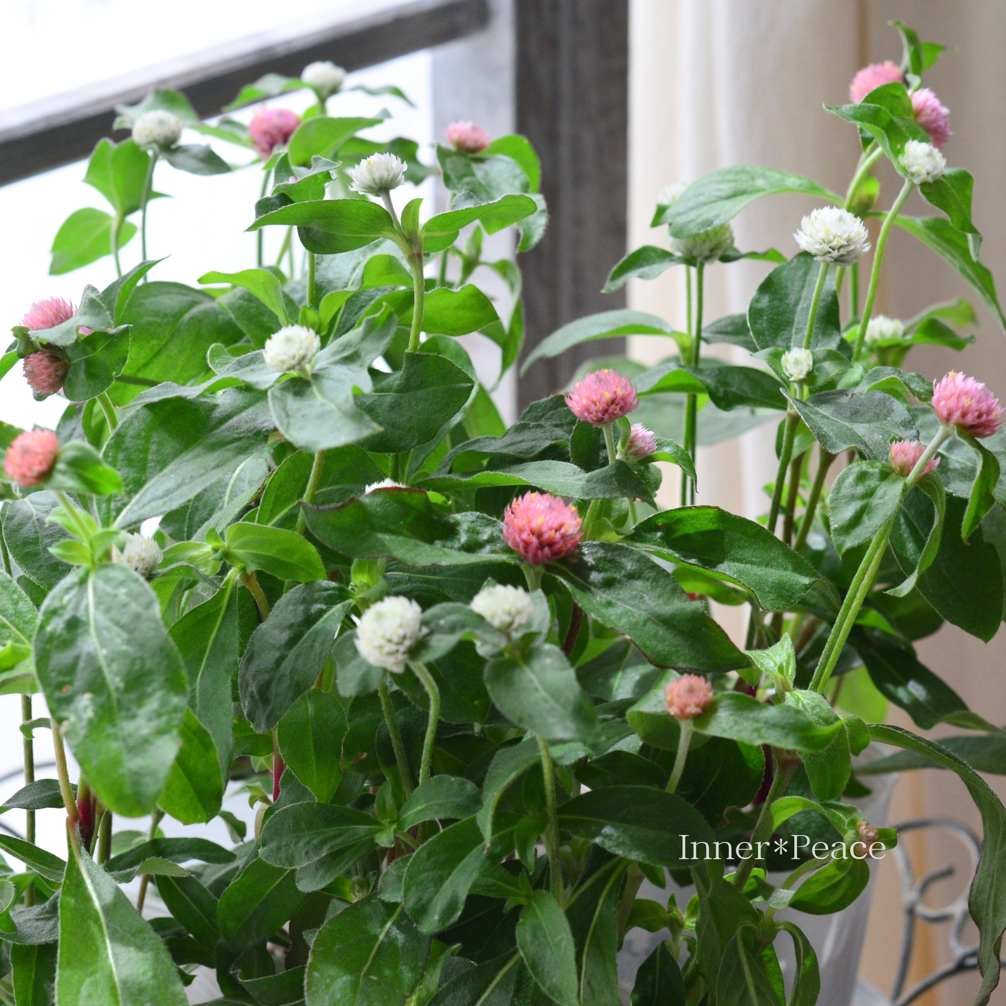 【かわいい】 千日紅 『ラスベガス・２色植え』　　3寸ロングPOT