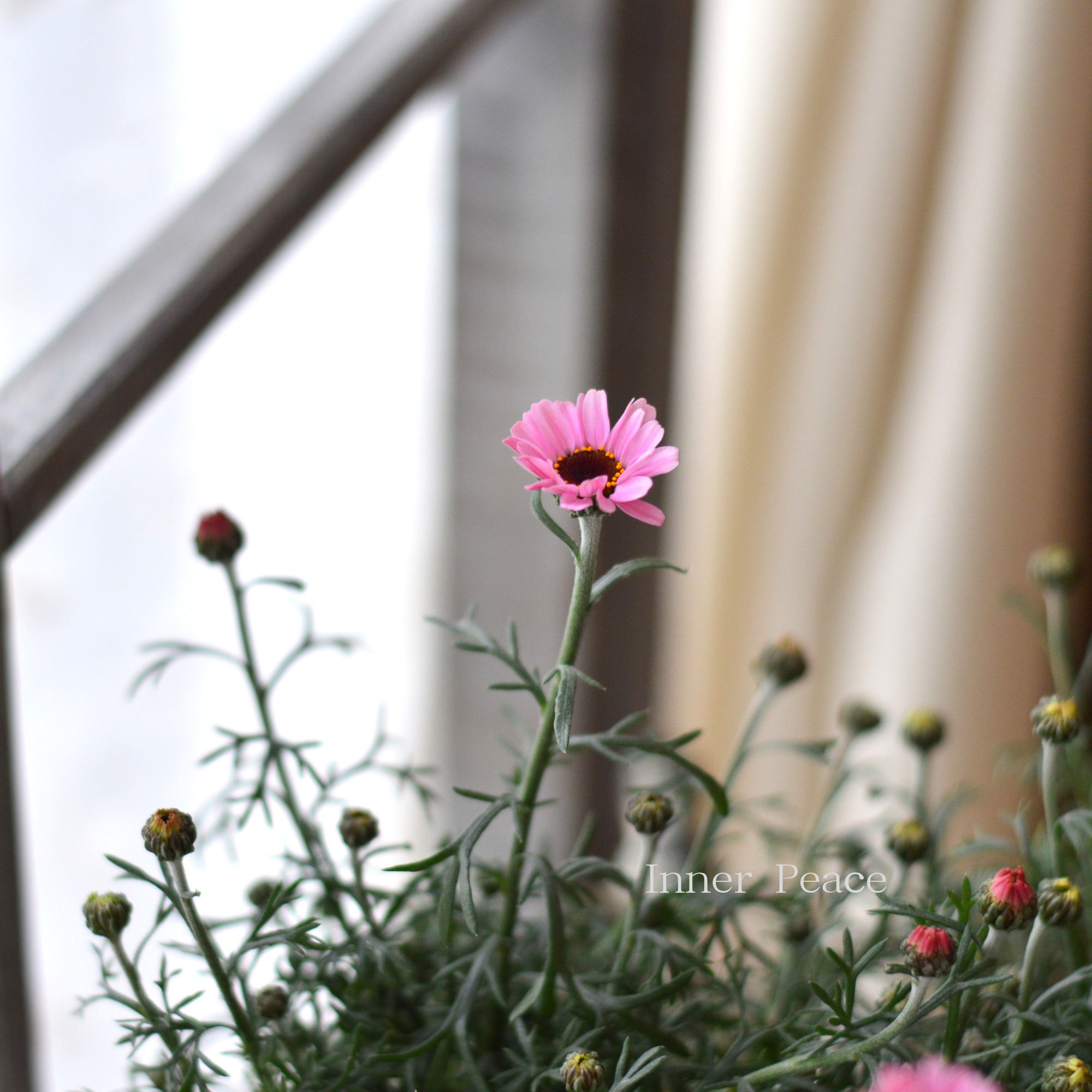 【大人かわいい】 ローダンセマム　『プチマカロン』   3.5寸POT