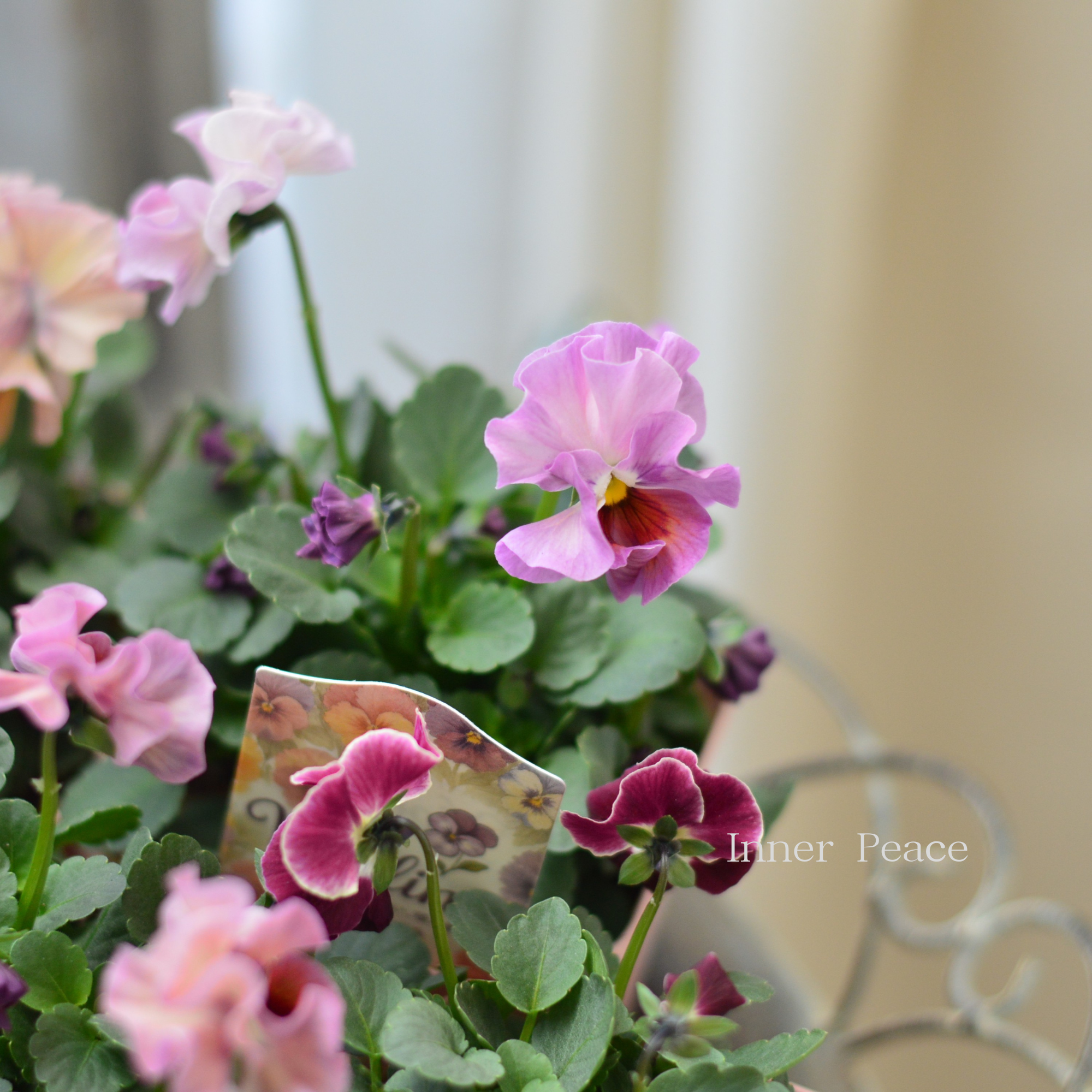 【かわいい】 ビオラ　『ビオリーナ』　　3.5寸硬質POT