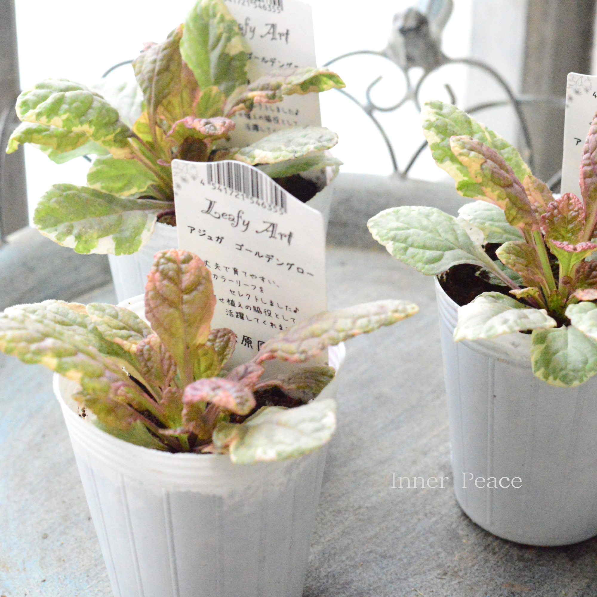 【宿根】 アジュガ　『ゴールデングロー』　　2.5寸ロングPOT