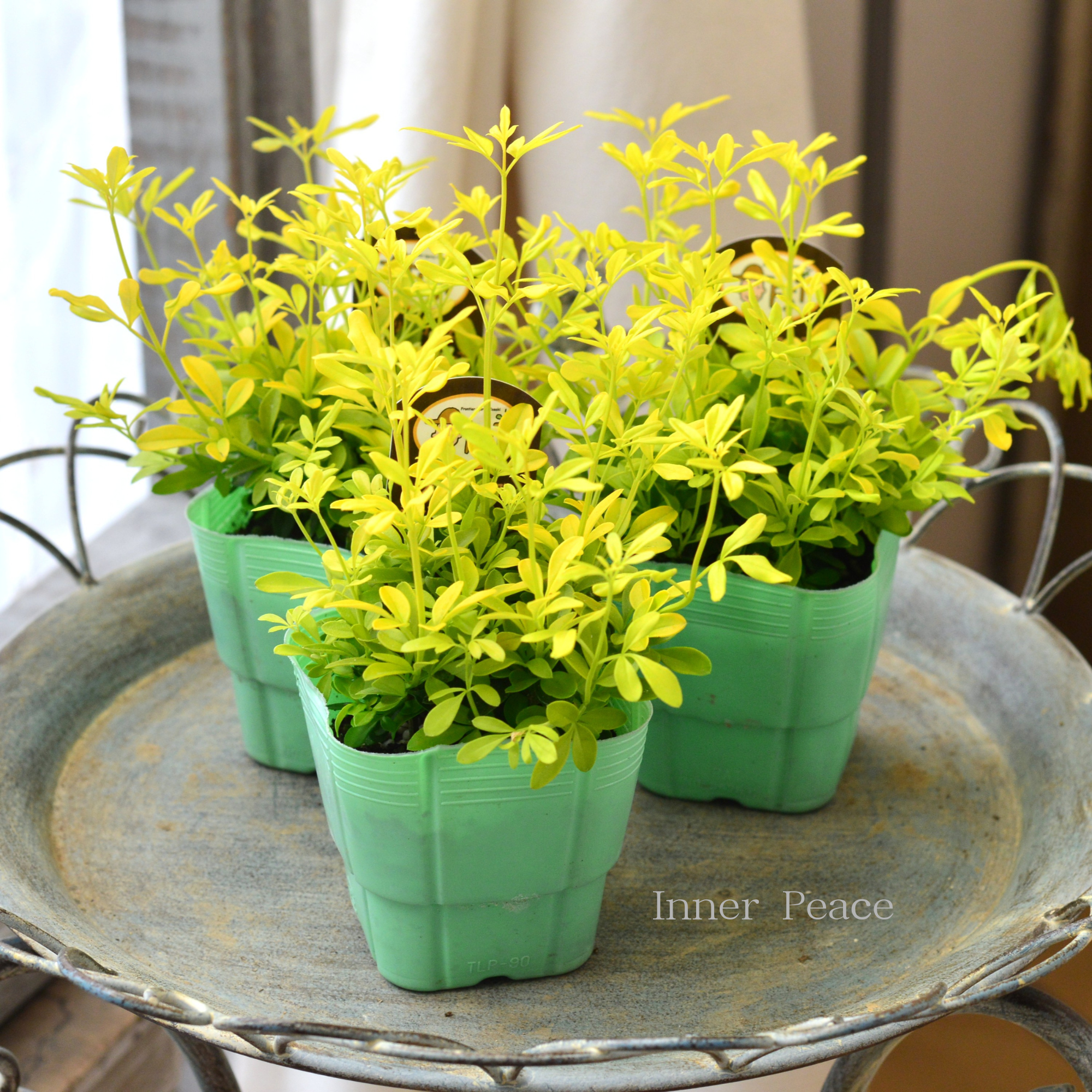 【寄せ植えに】 プリムローズジャスミン　『オーレア』　2.5寸POT