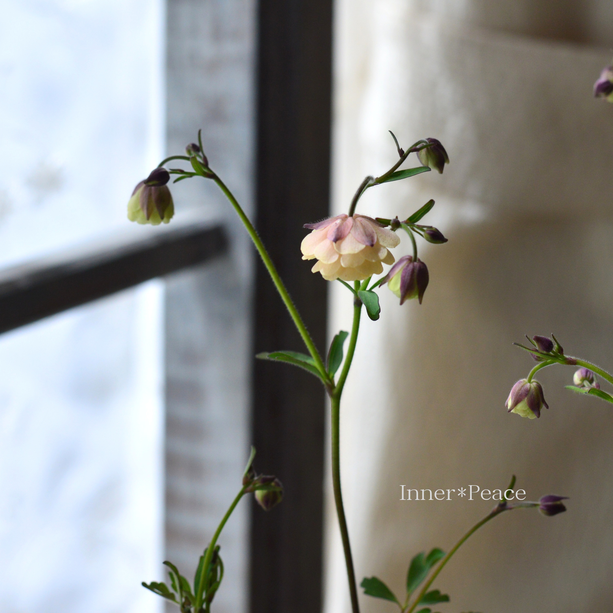 【マツバラフラワーファームさん】 姫オダマキ 『クロシェット八重・アプリコット』　3寸ロングPOT