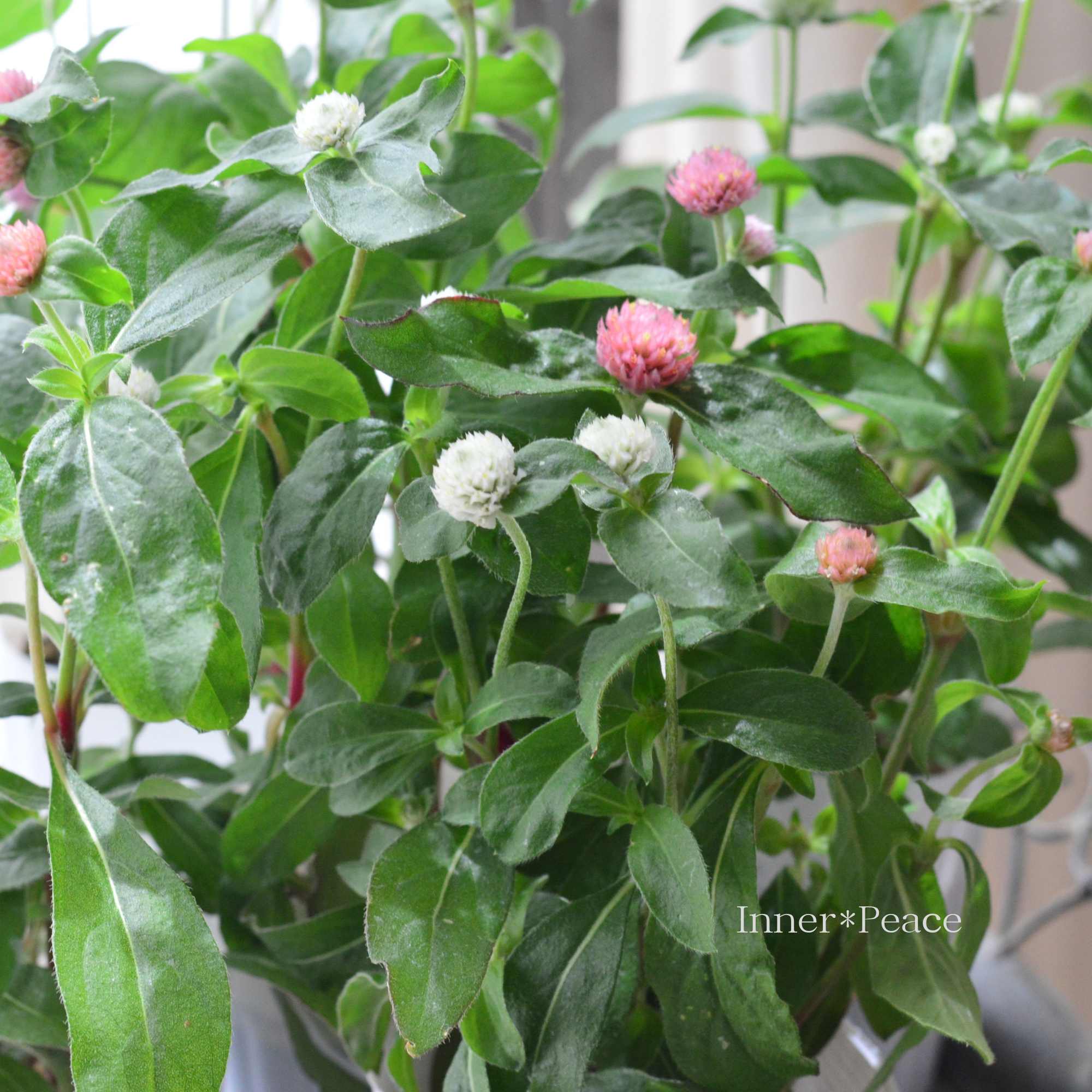 【かわいい】 千日紅 『ラスベガス・２色植え』　　3寸ロングPOT