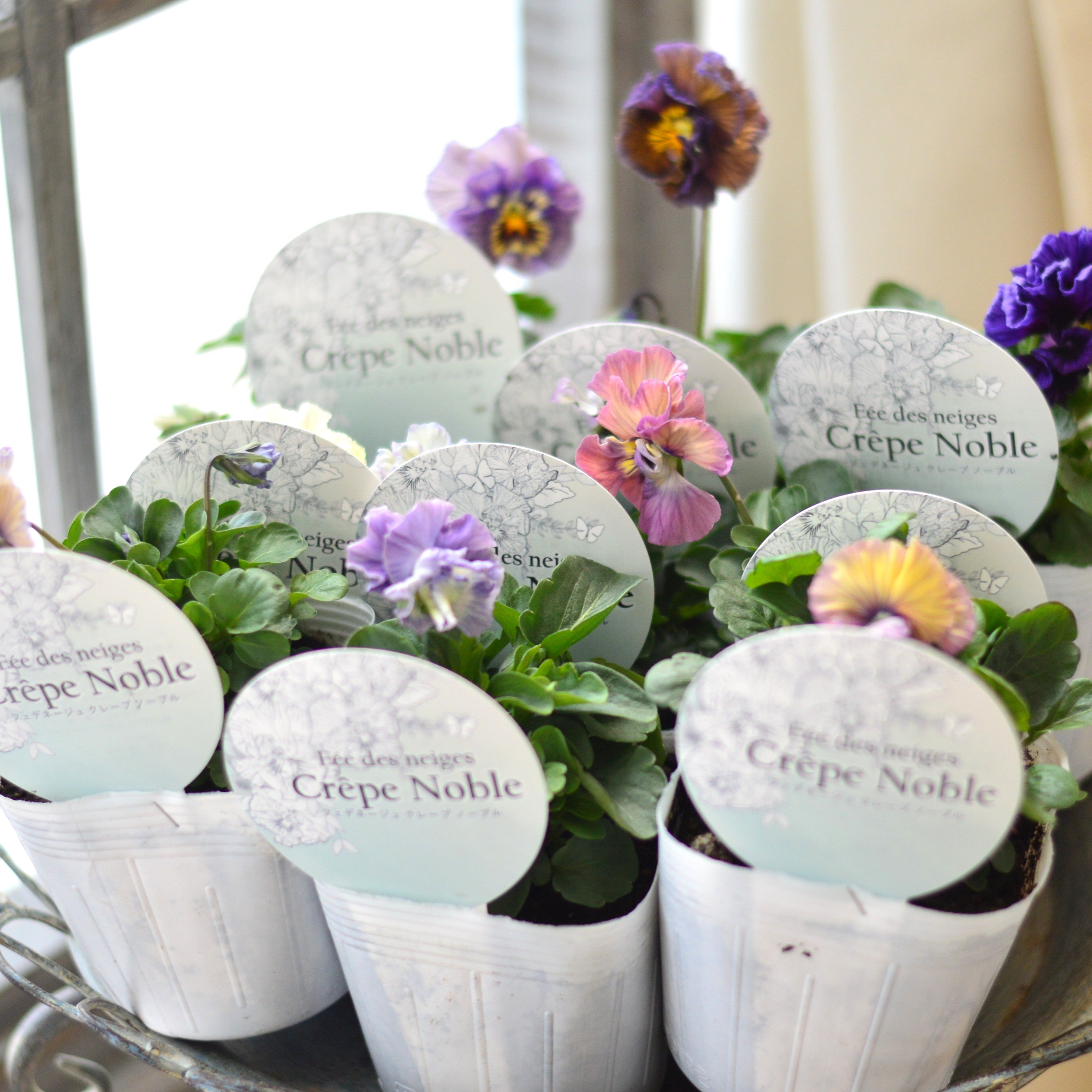 【美しい】 パンジー 『フェデネージュ・クレープノーブル』　3.5寸POT