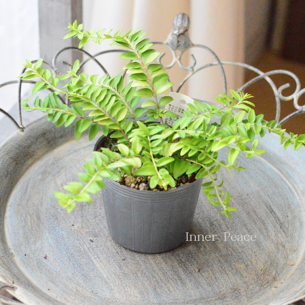 a416e79b7804aad39effe332947648