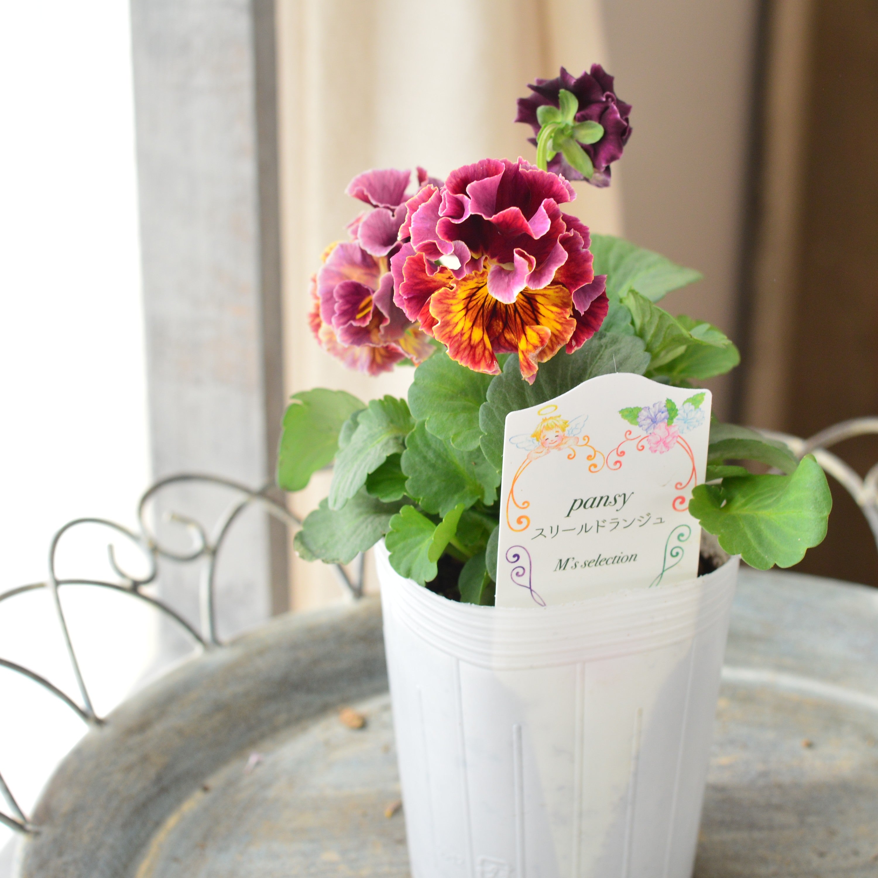 【松原園芸さん】 パンジー　『スリールドランジュ・レッド系』　　3寸POT